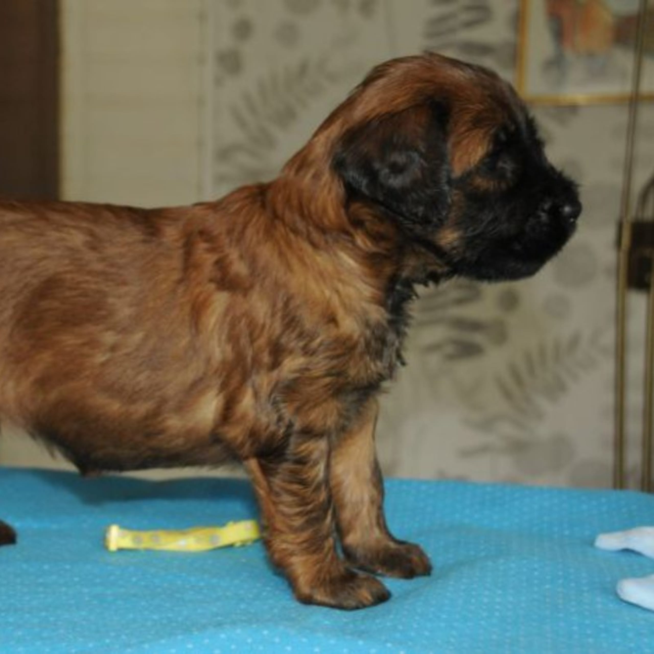 Briard