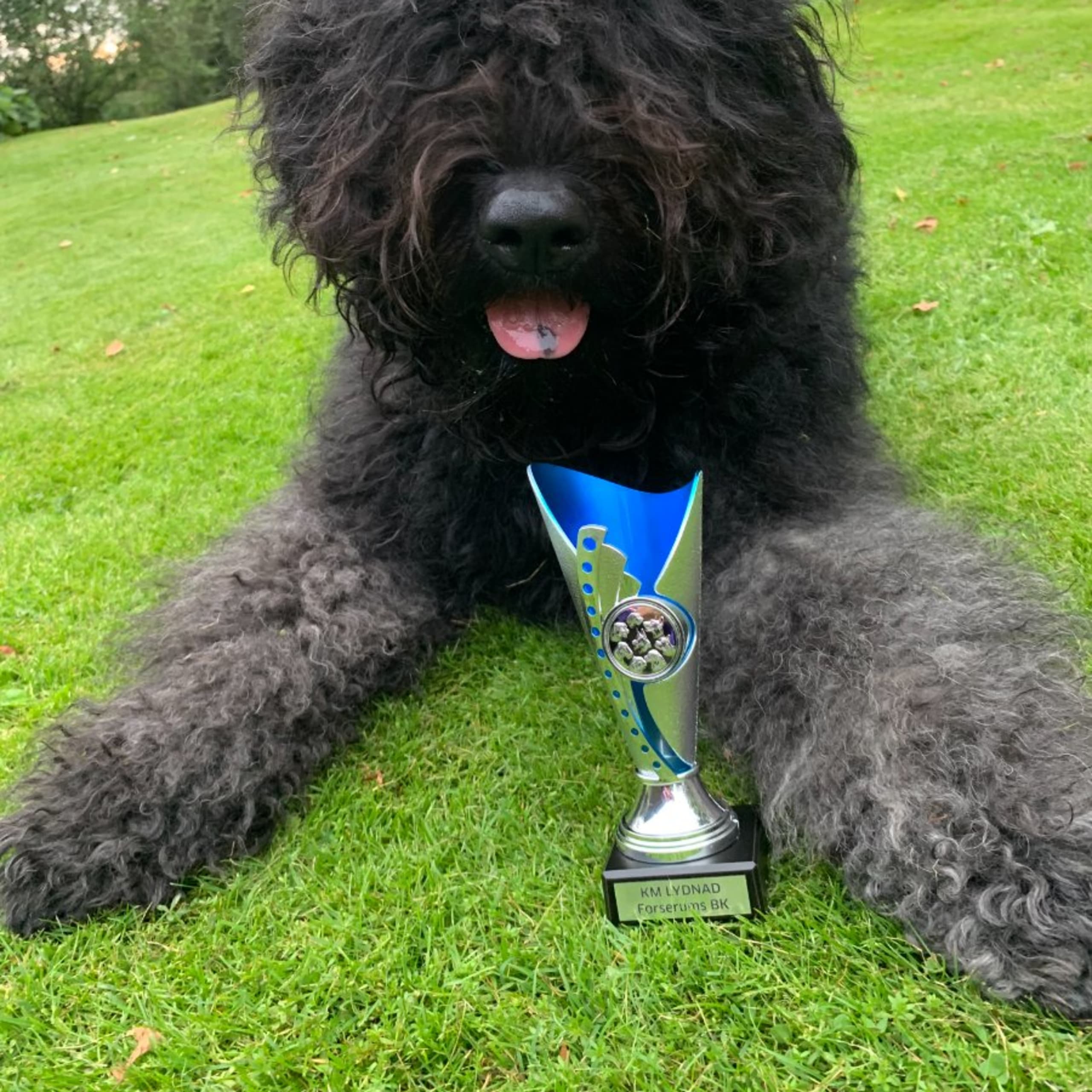 Bouvier des flandres