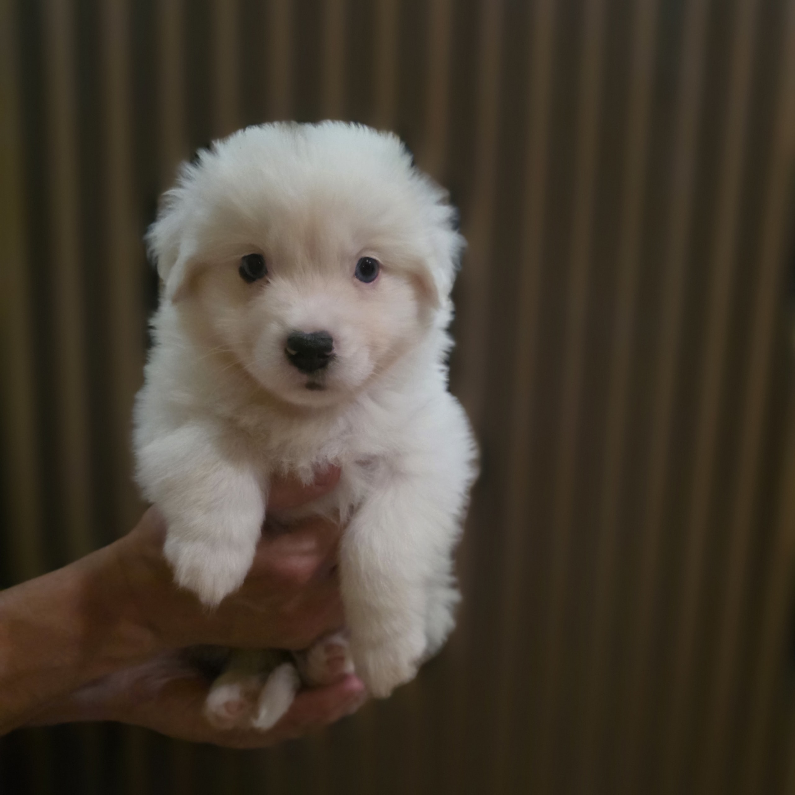 Miniature American Shepherd