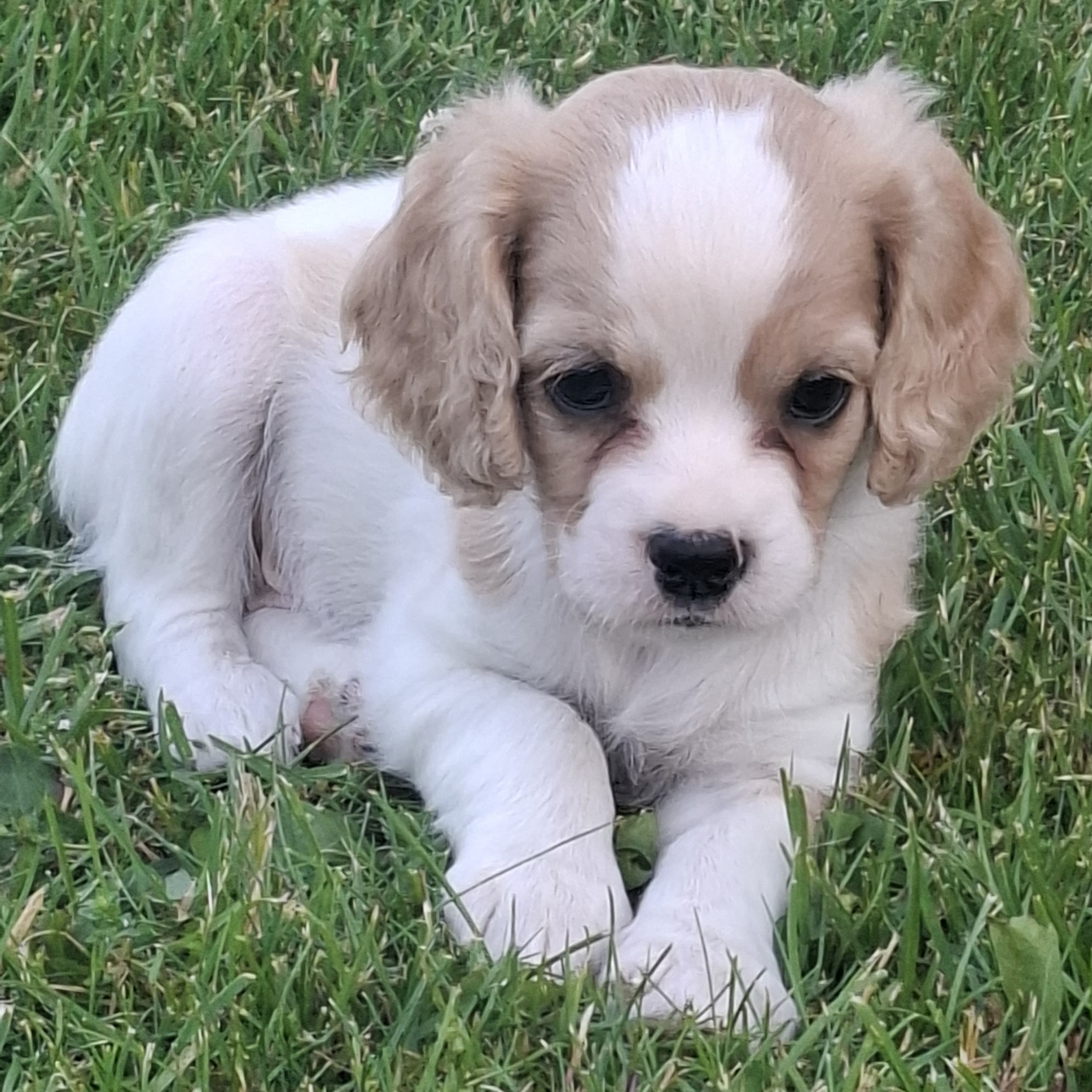 Cavapoo