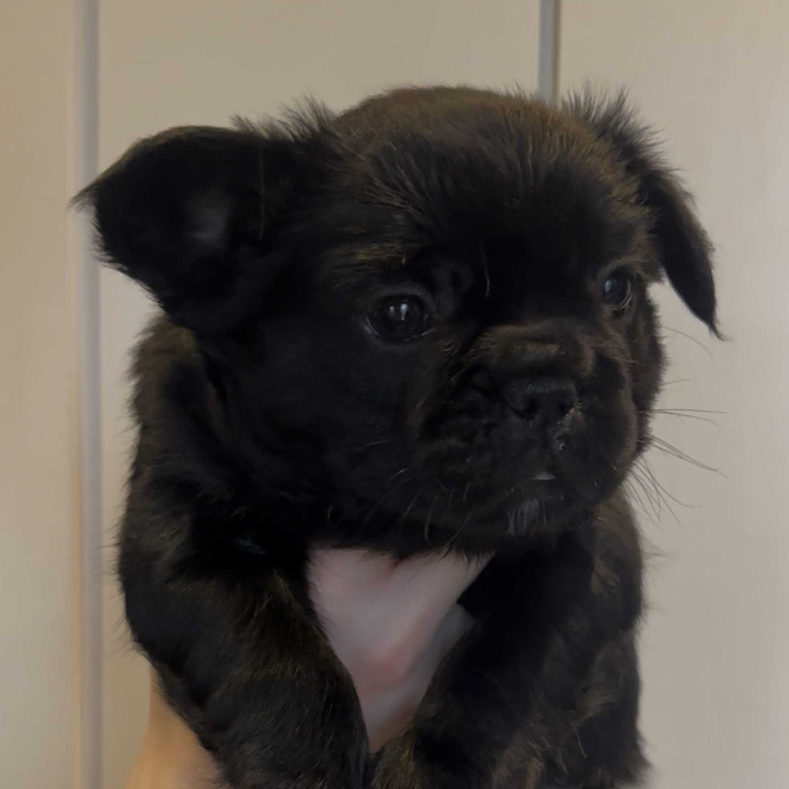 Fransk bulldog
