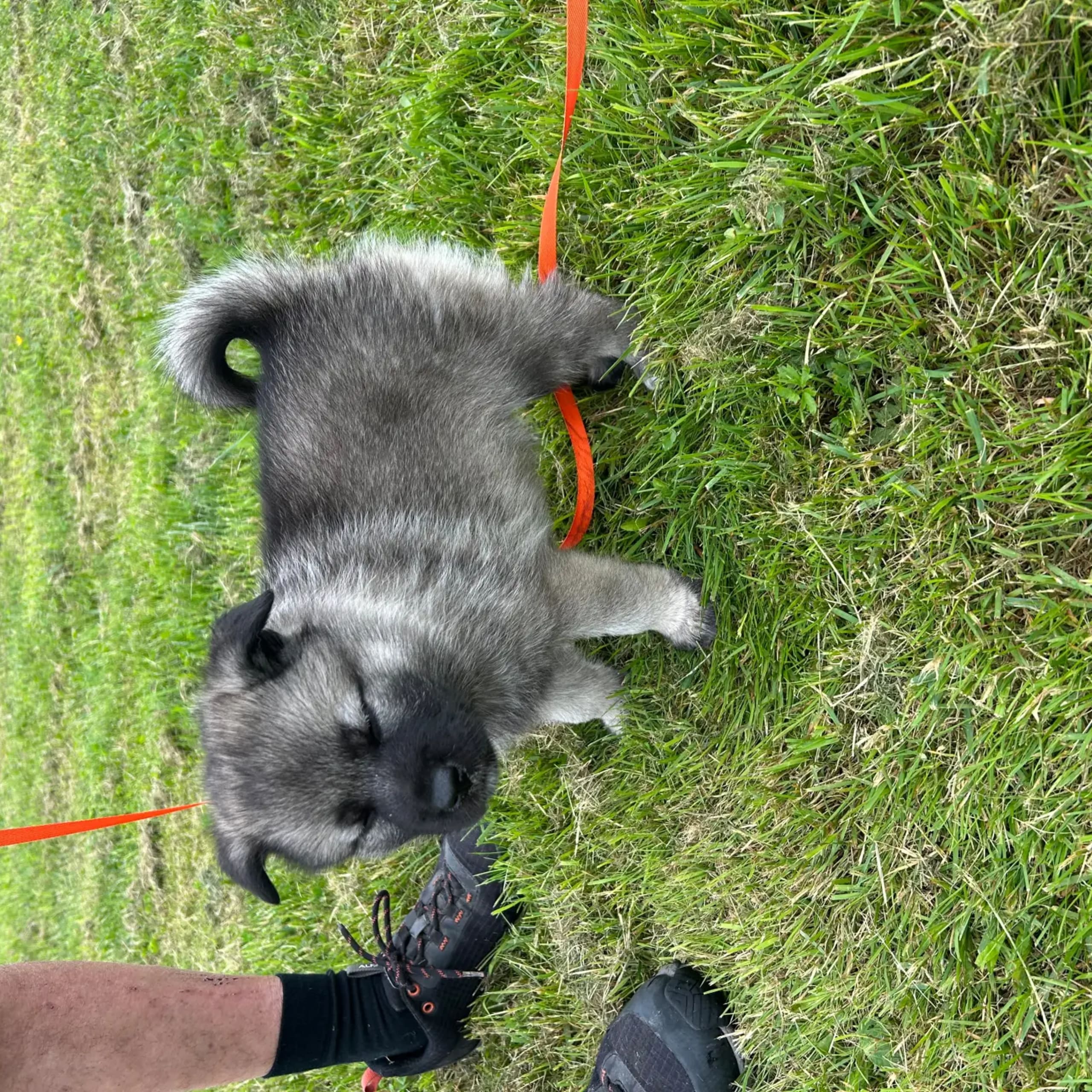 Norsk elghund – gråhund