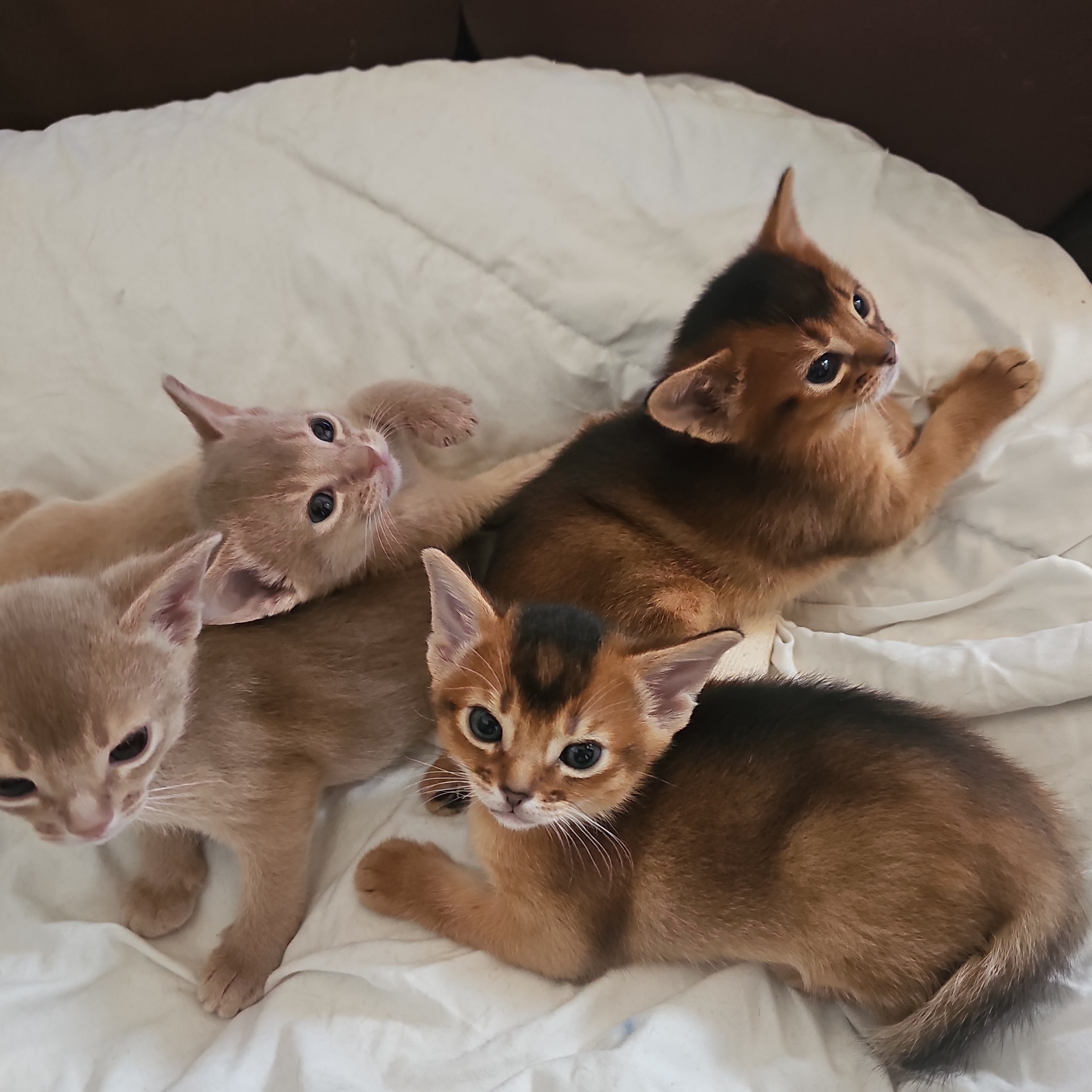 Abyssinier