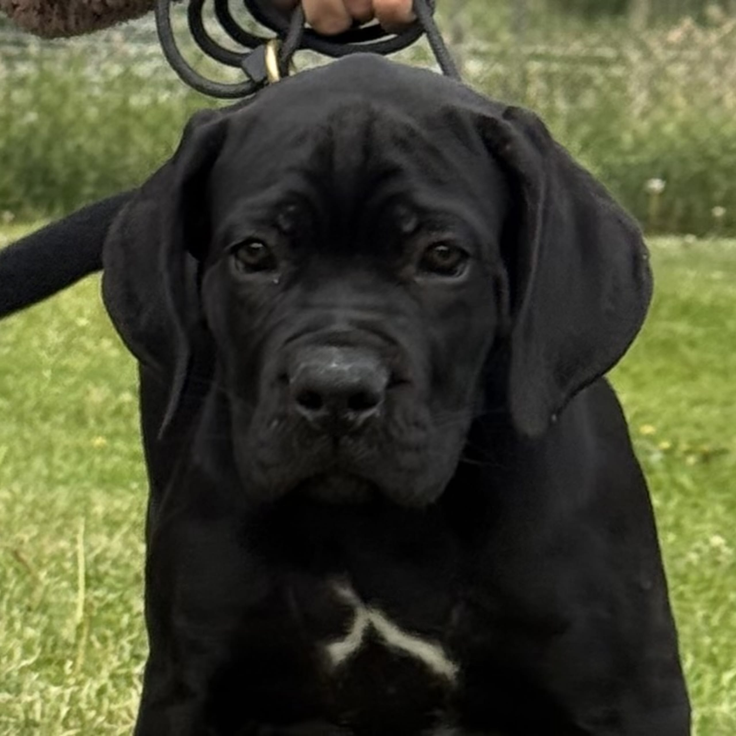 Cane corso