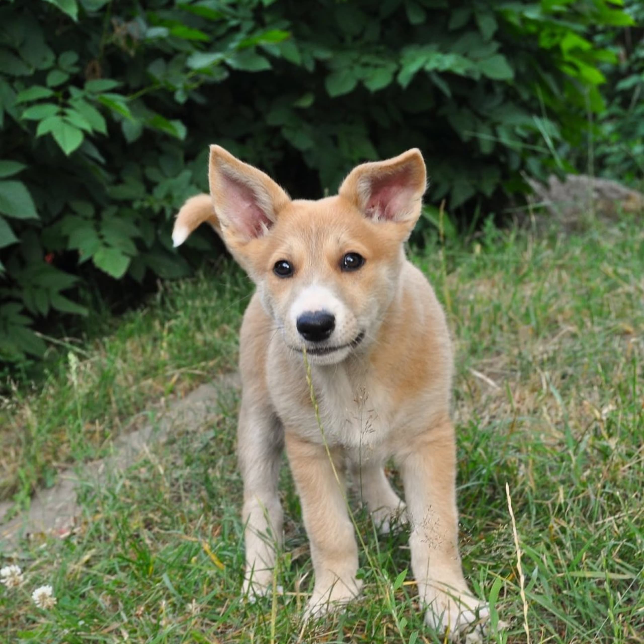 Kanaanhund