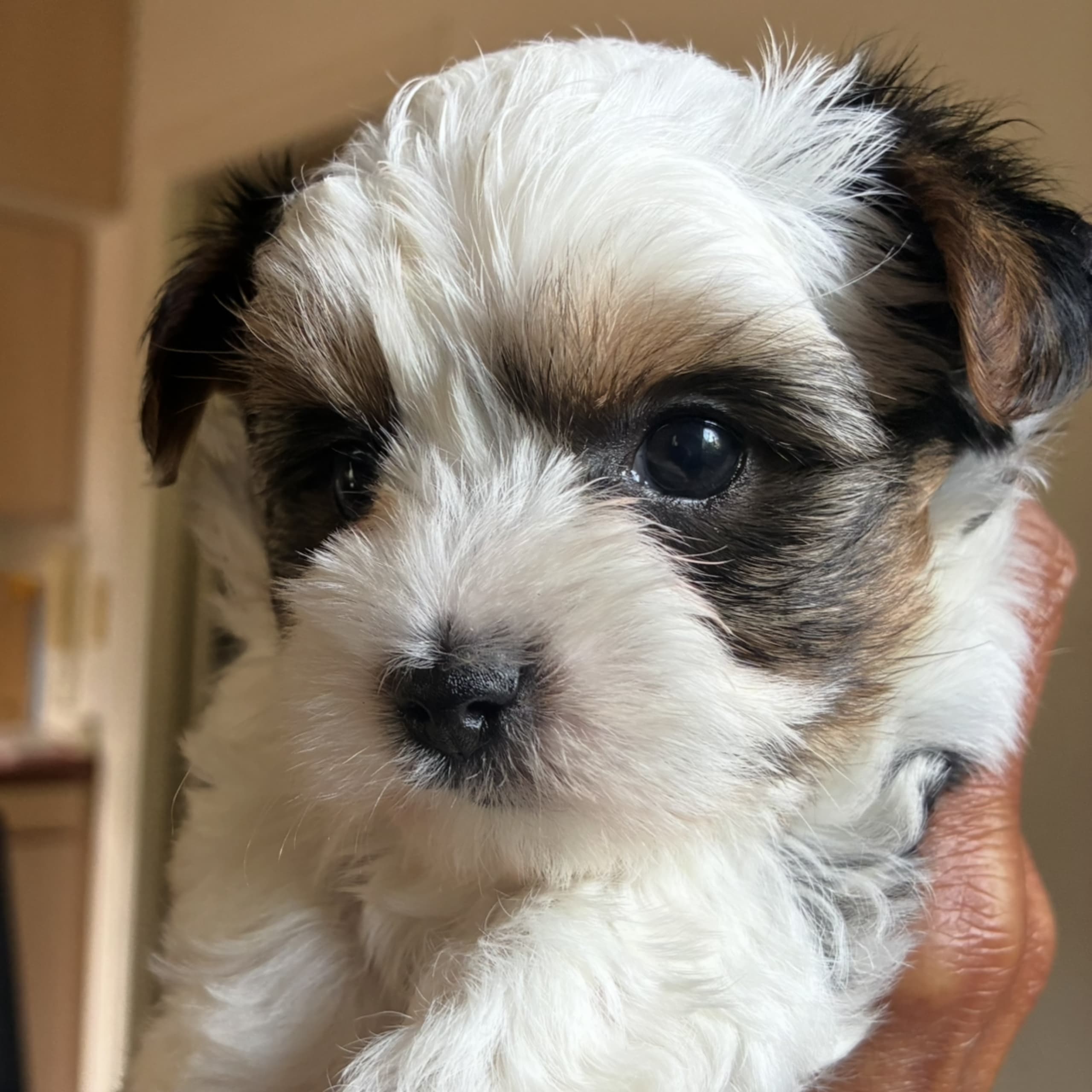 Biewer terrier