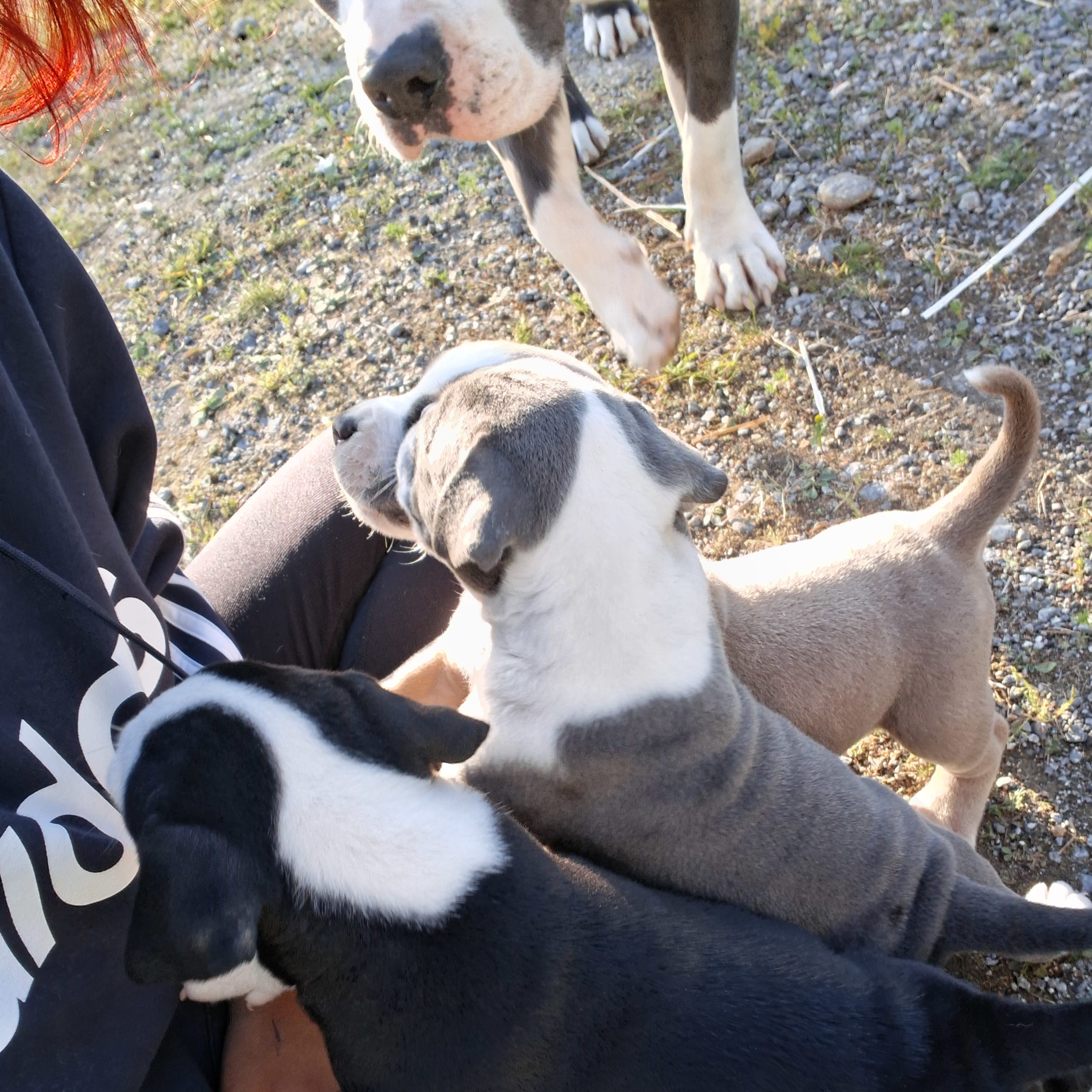 American bully x amstaff