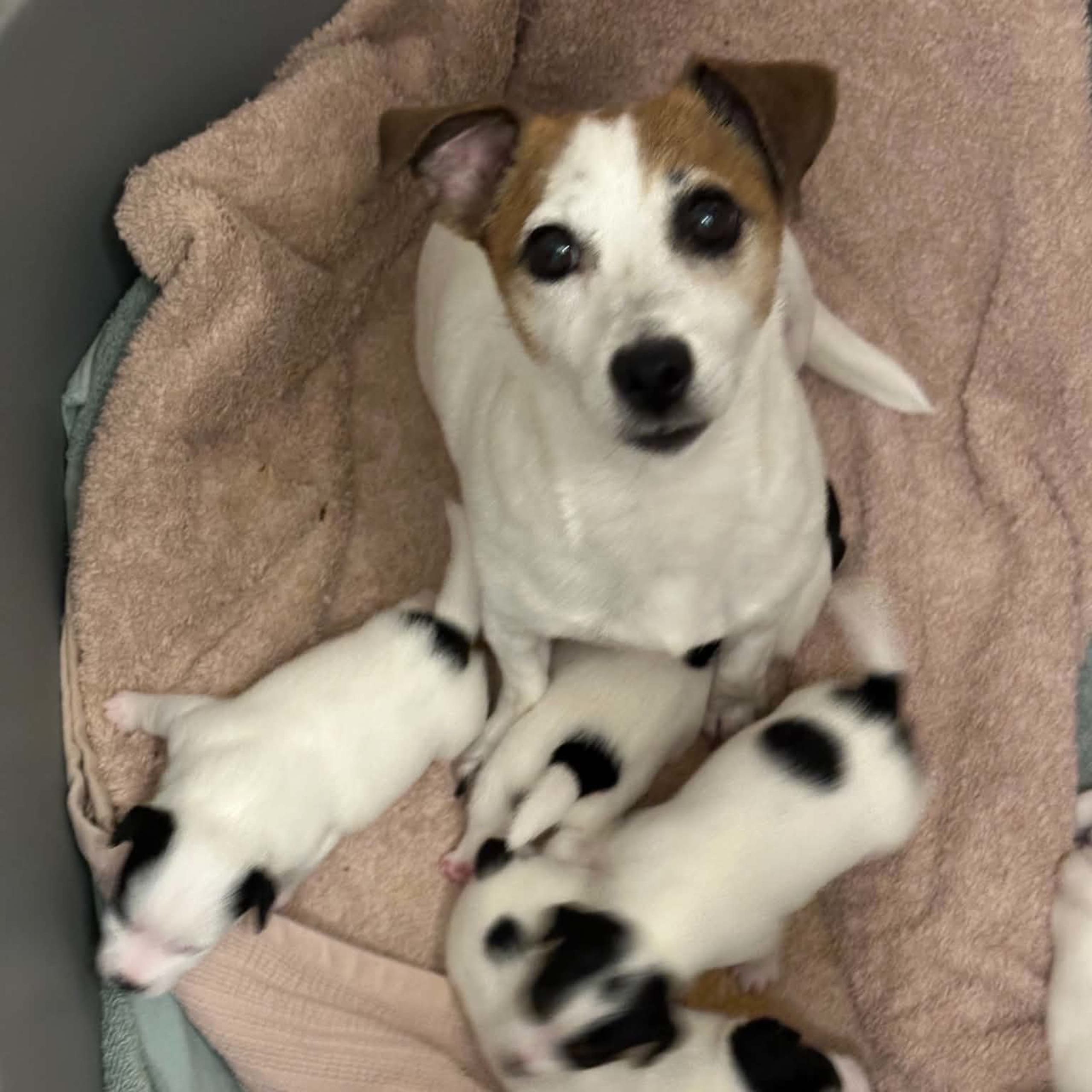 Jack Russell Terrier
