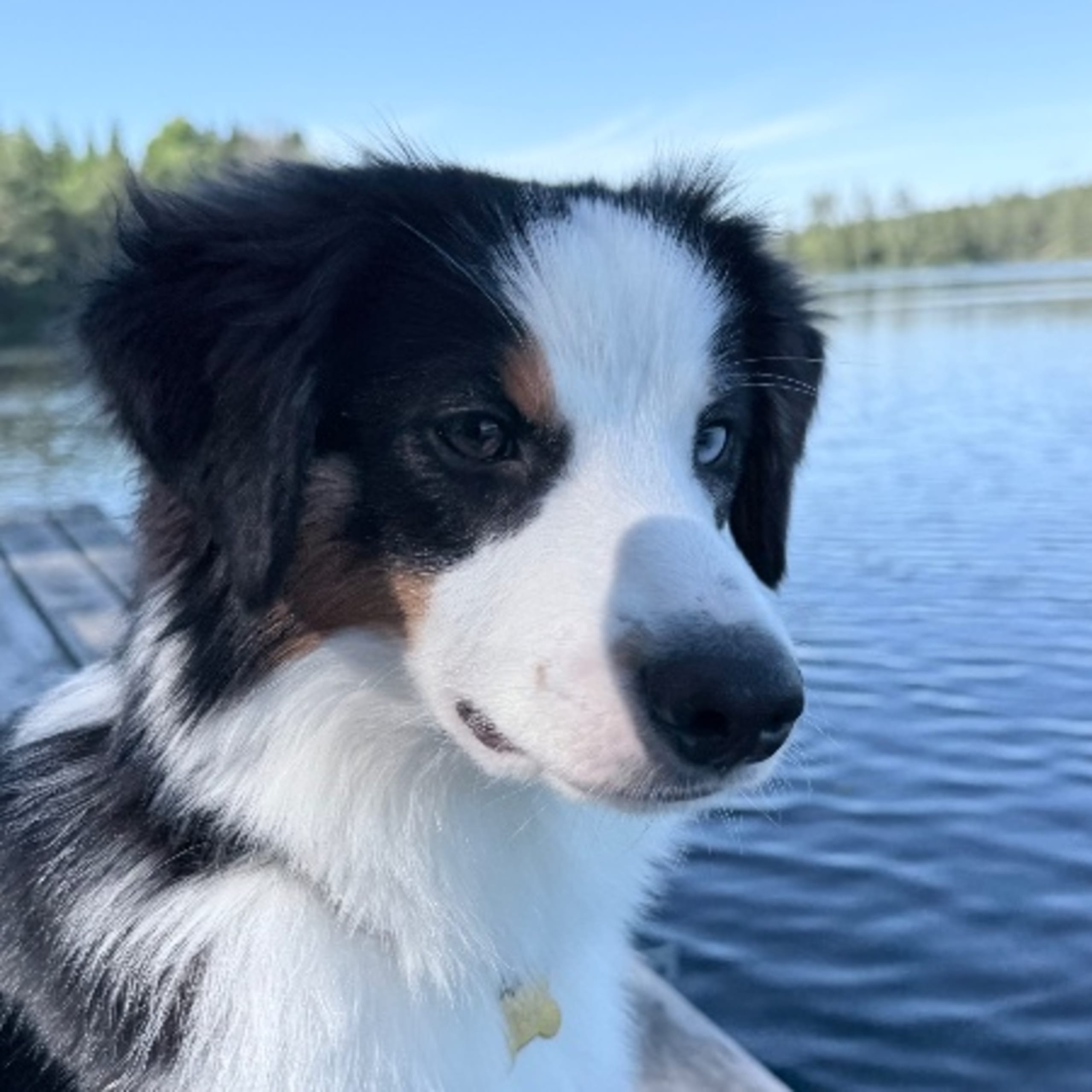 Miniature american shepherd