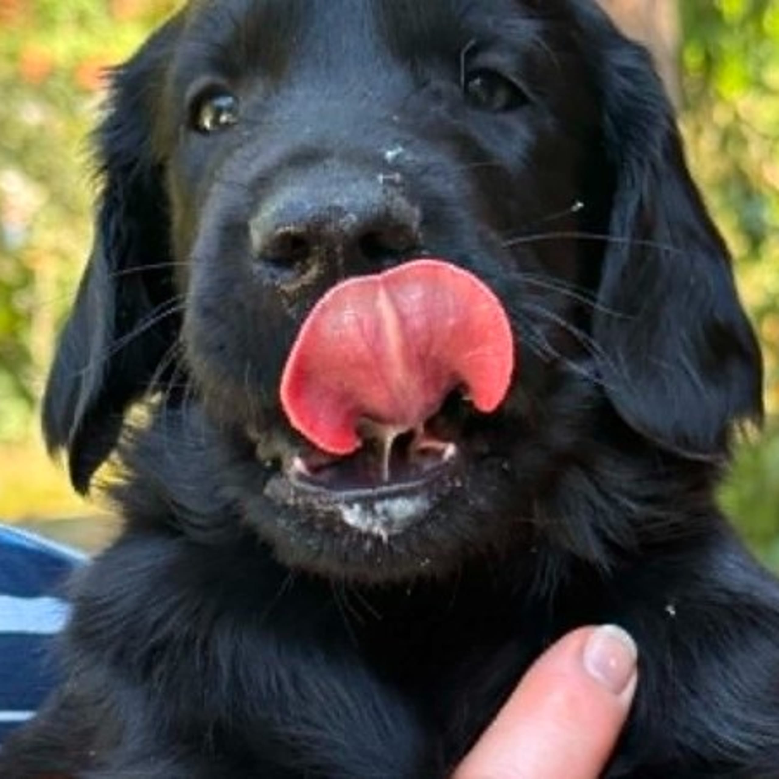 Flatcoated retriever