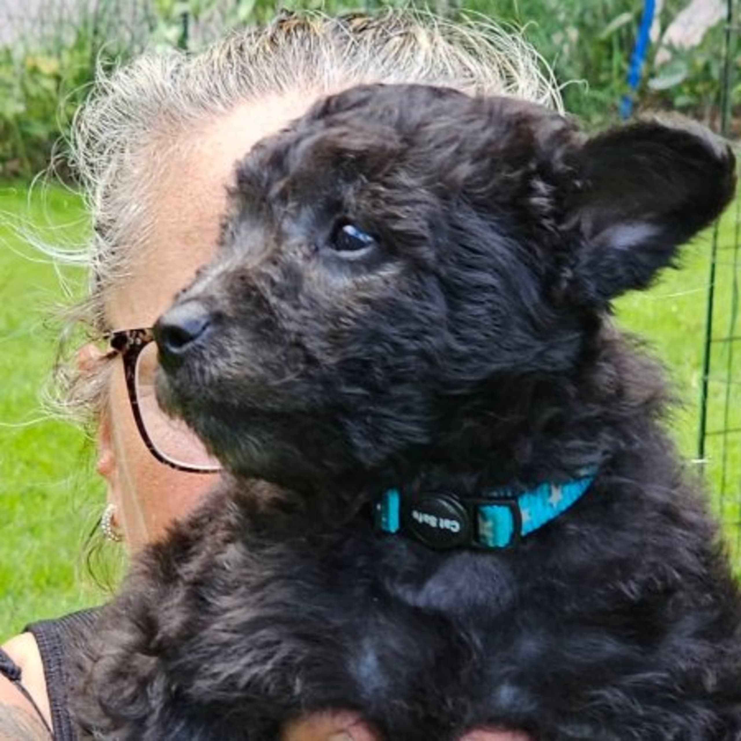 Pumi
