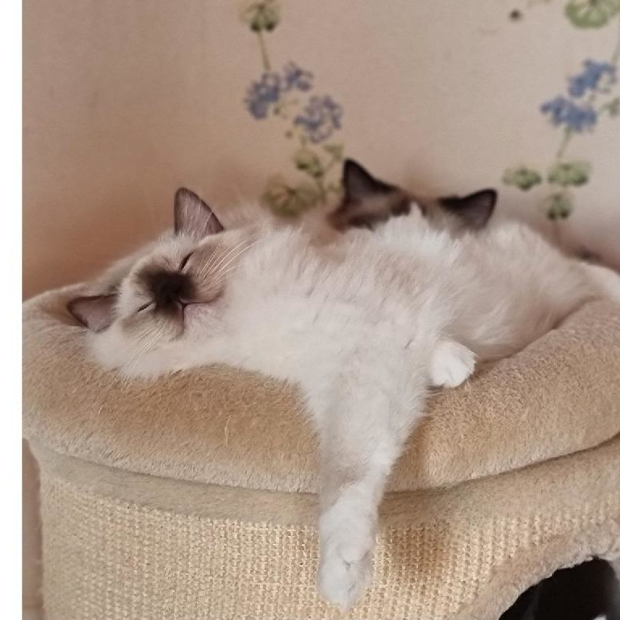Ragdoll