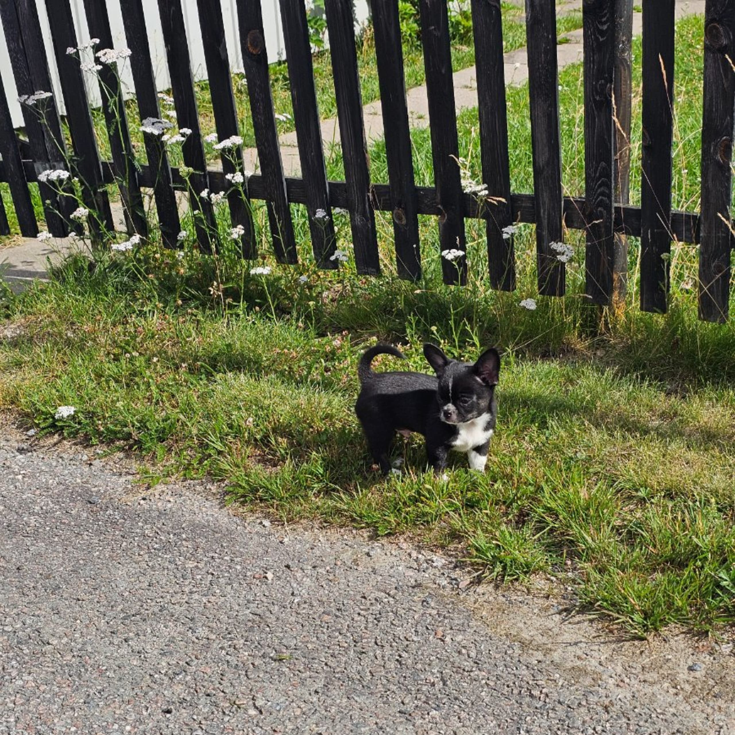 Chihuahua