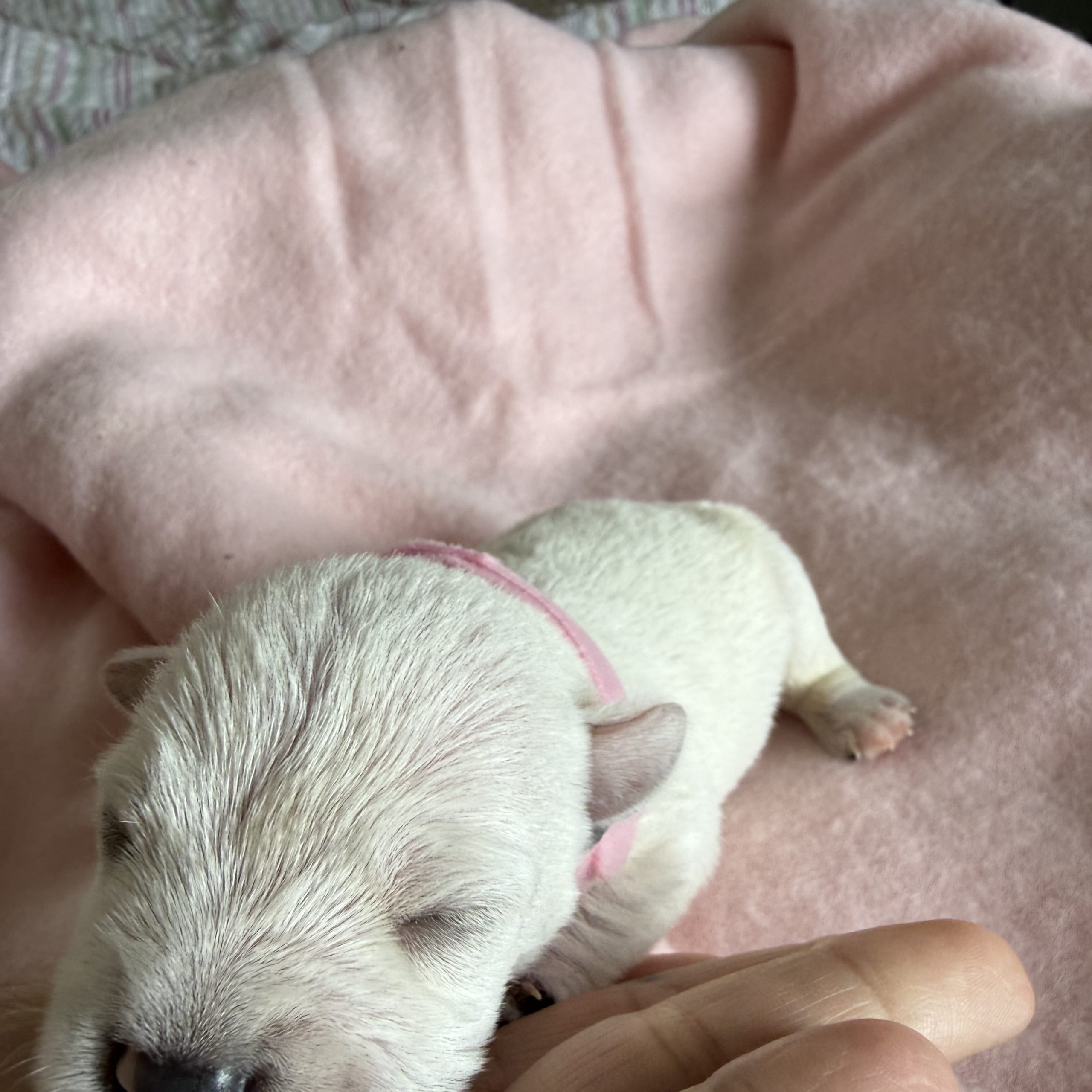 Dvärgschnauzer