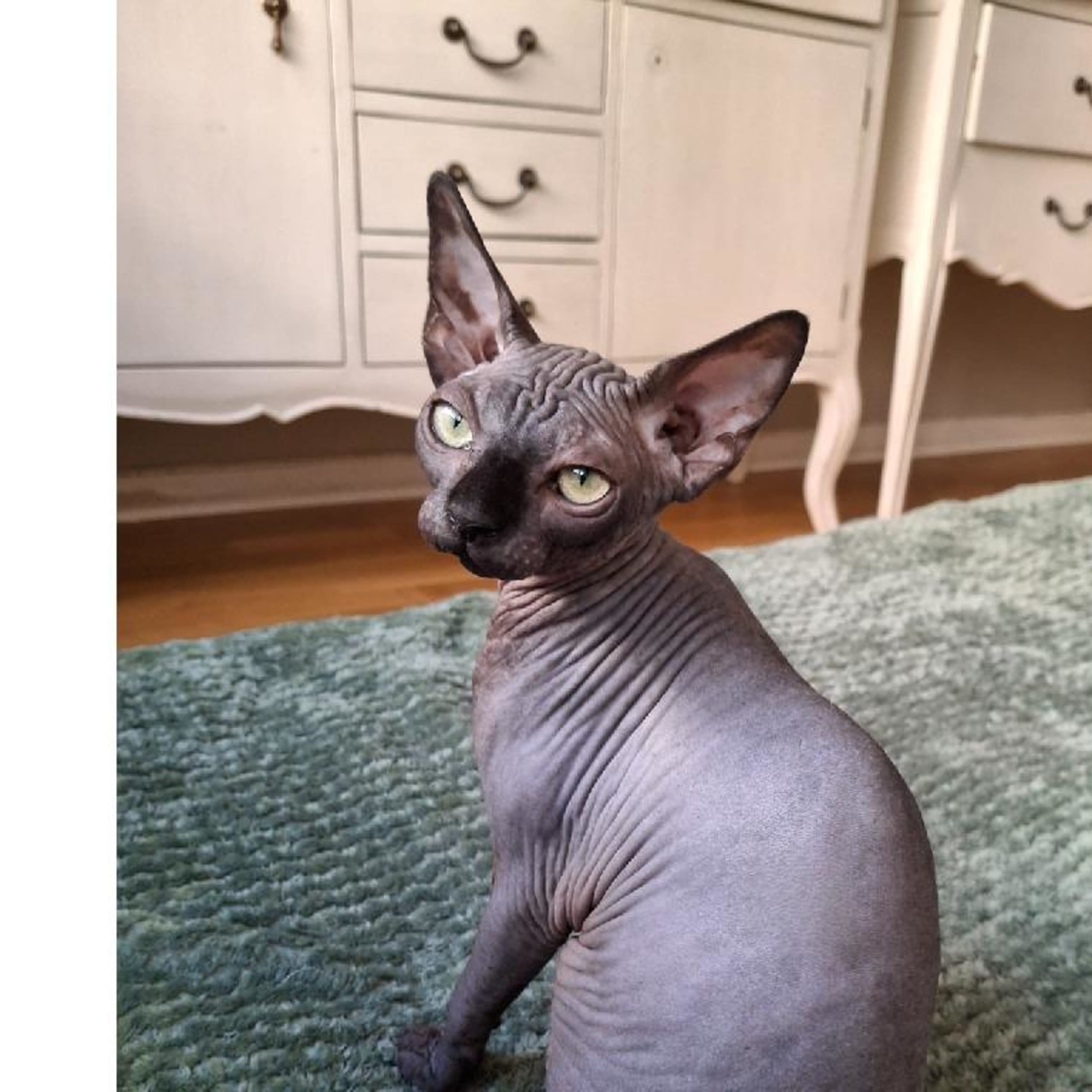 Sphynx