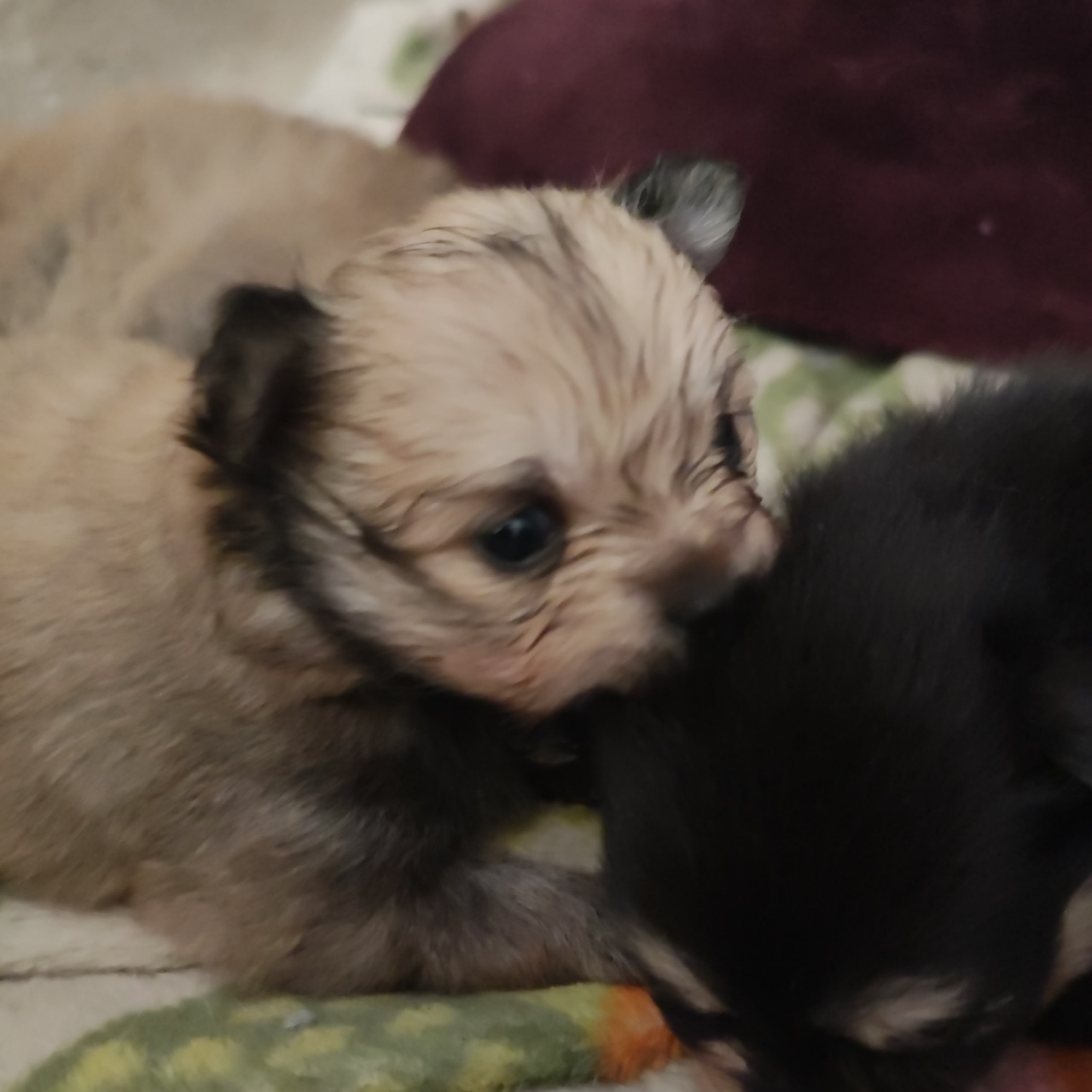 Pomchi