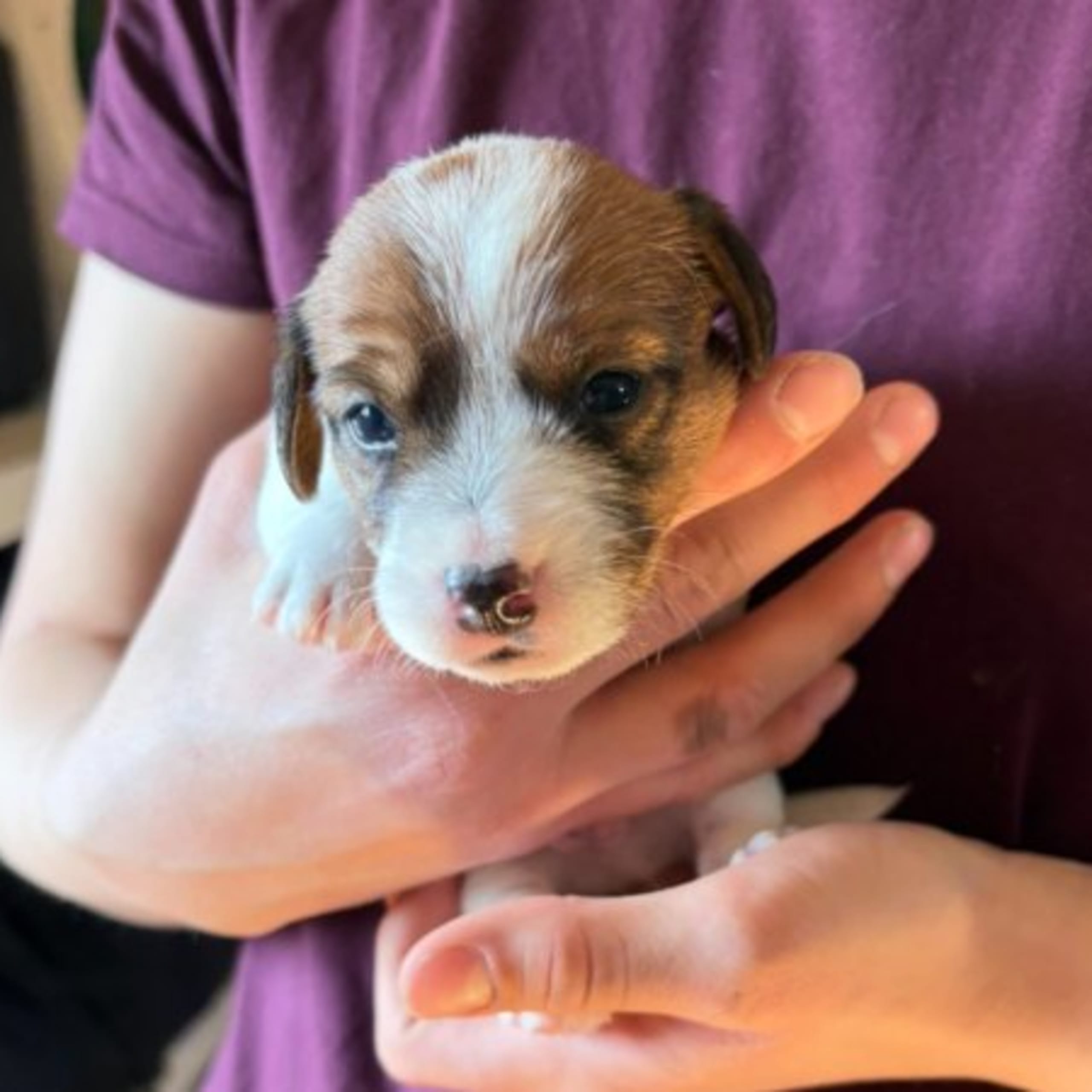 Jack russell terrier