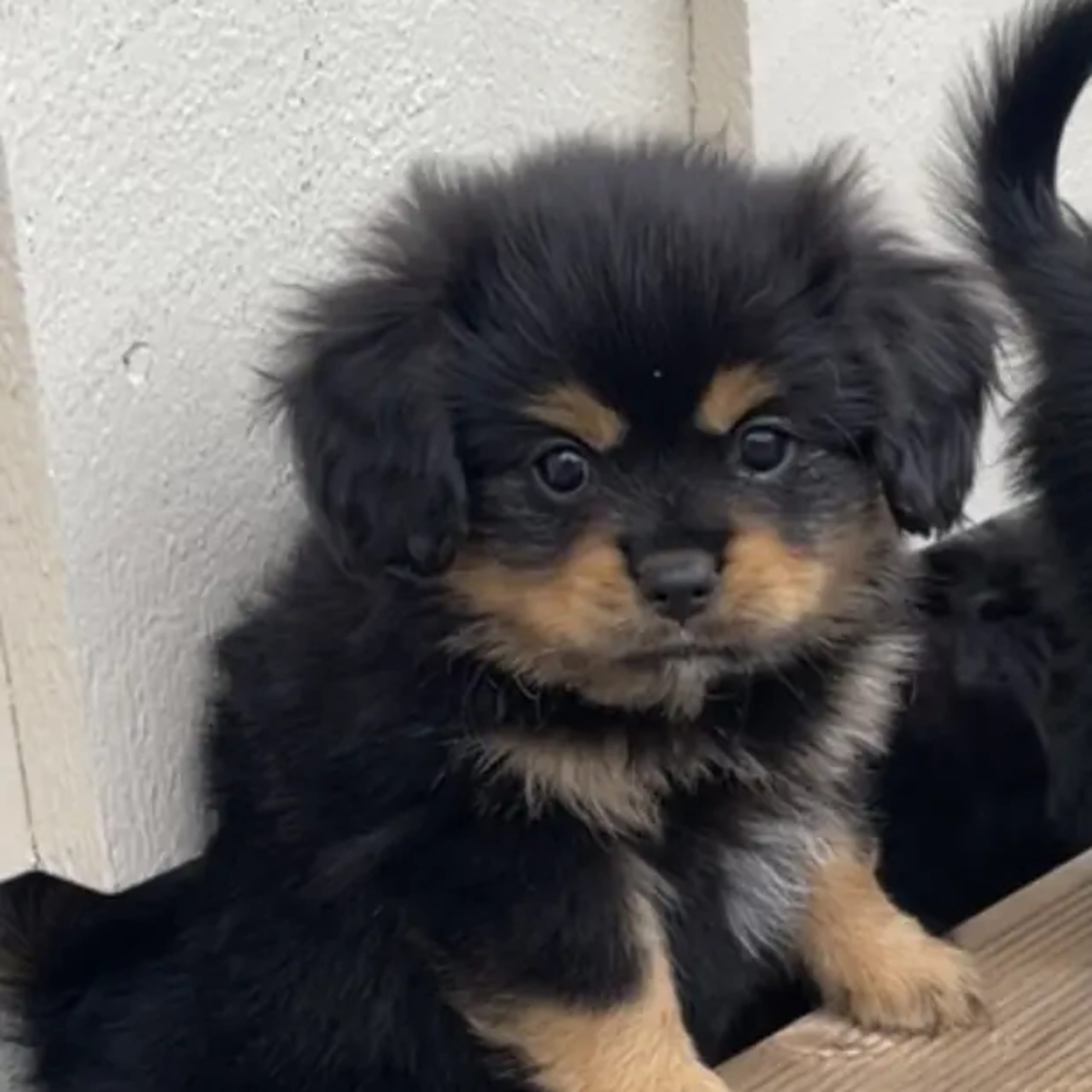 Cavalier king charles spaniel