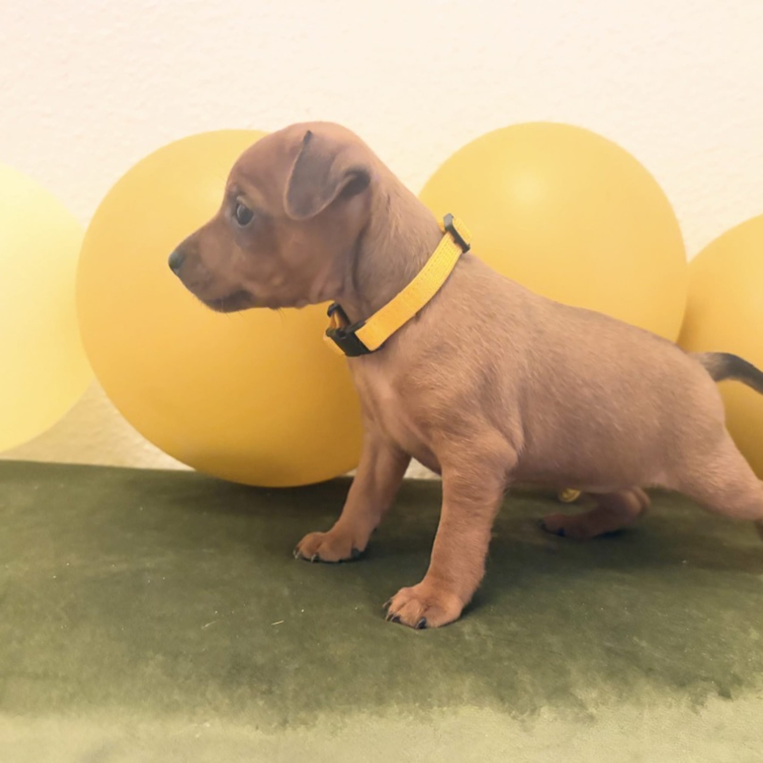 Dvärgpinscher