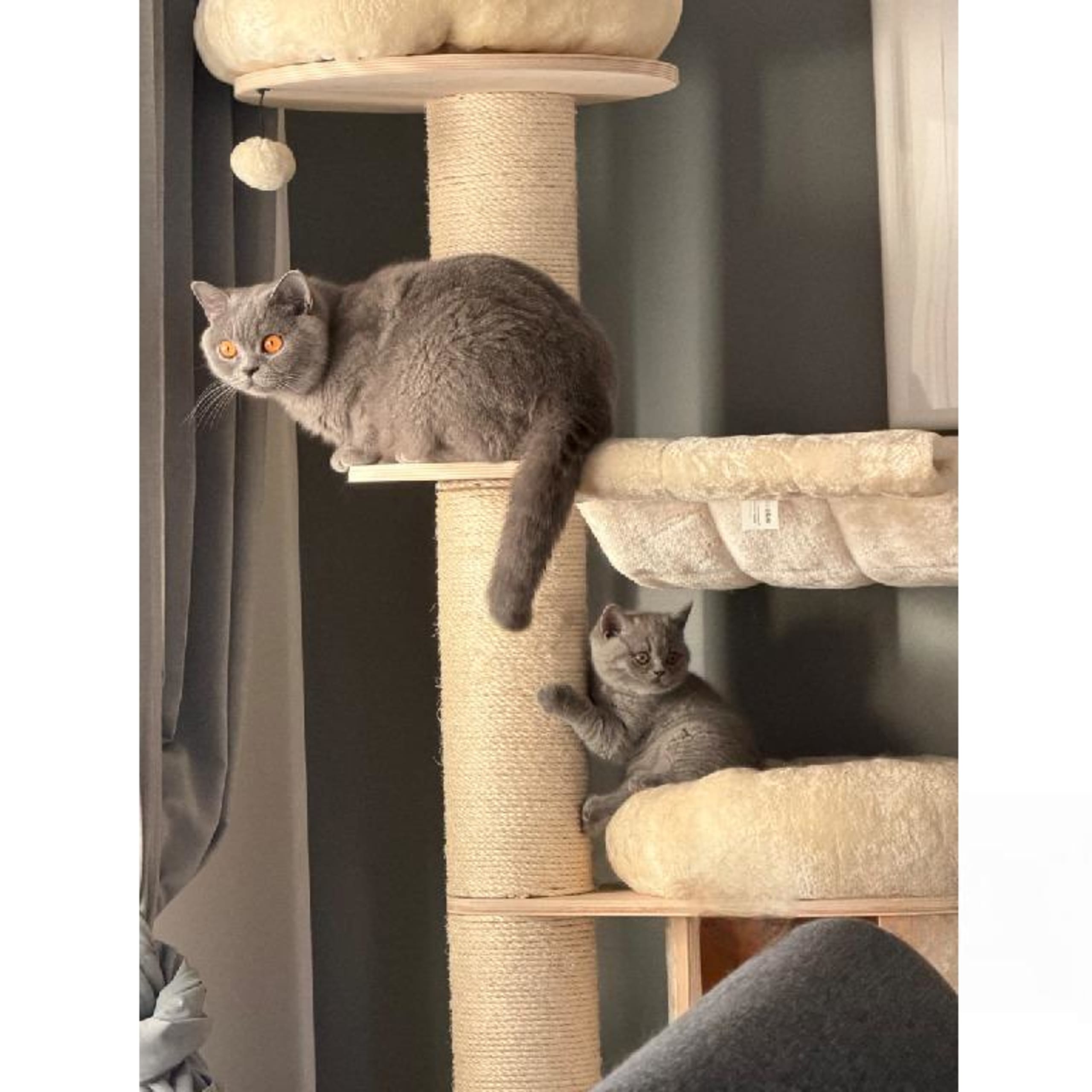 SE*Catbromillas