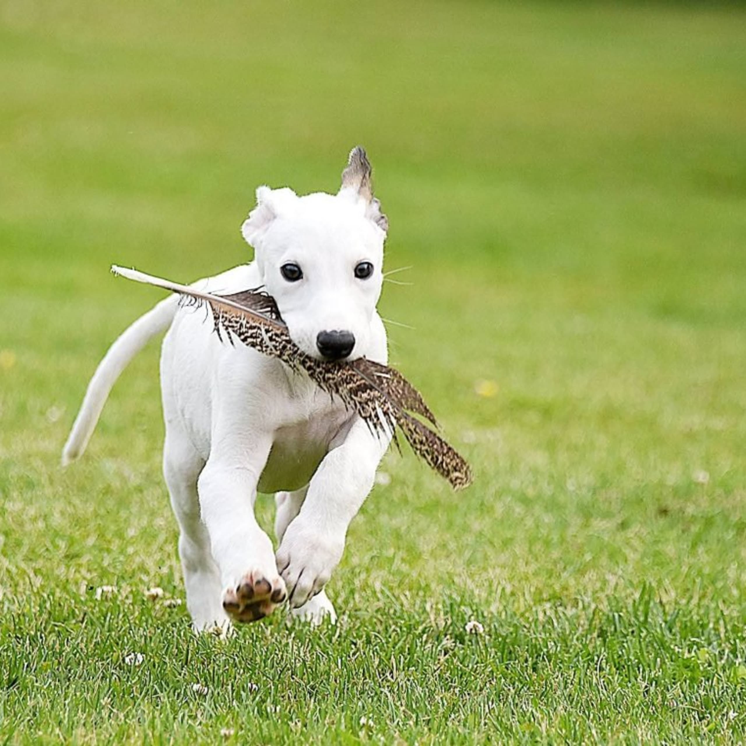 Greyhound