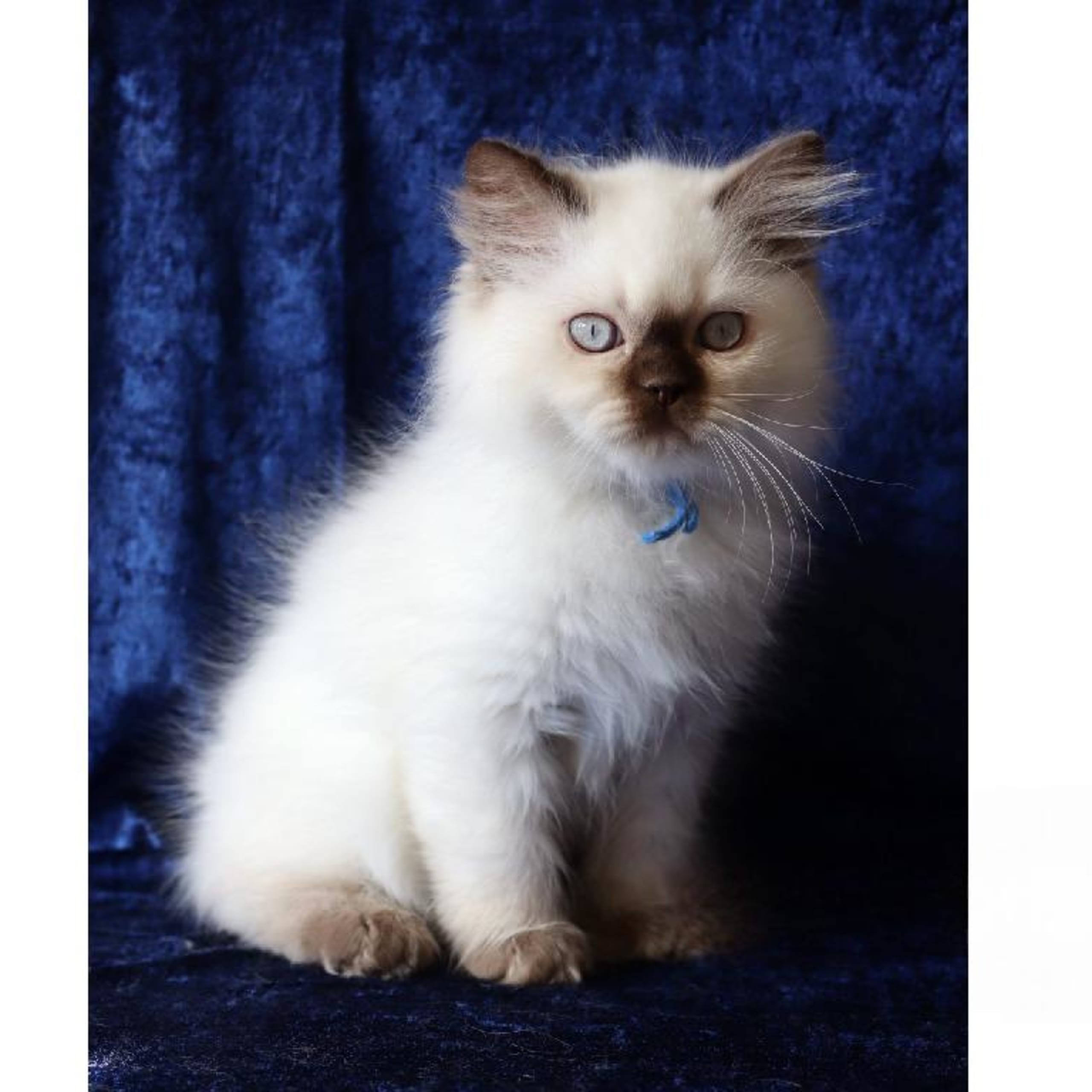 SE*Pawpoint's