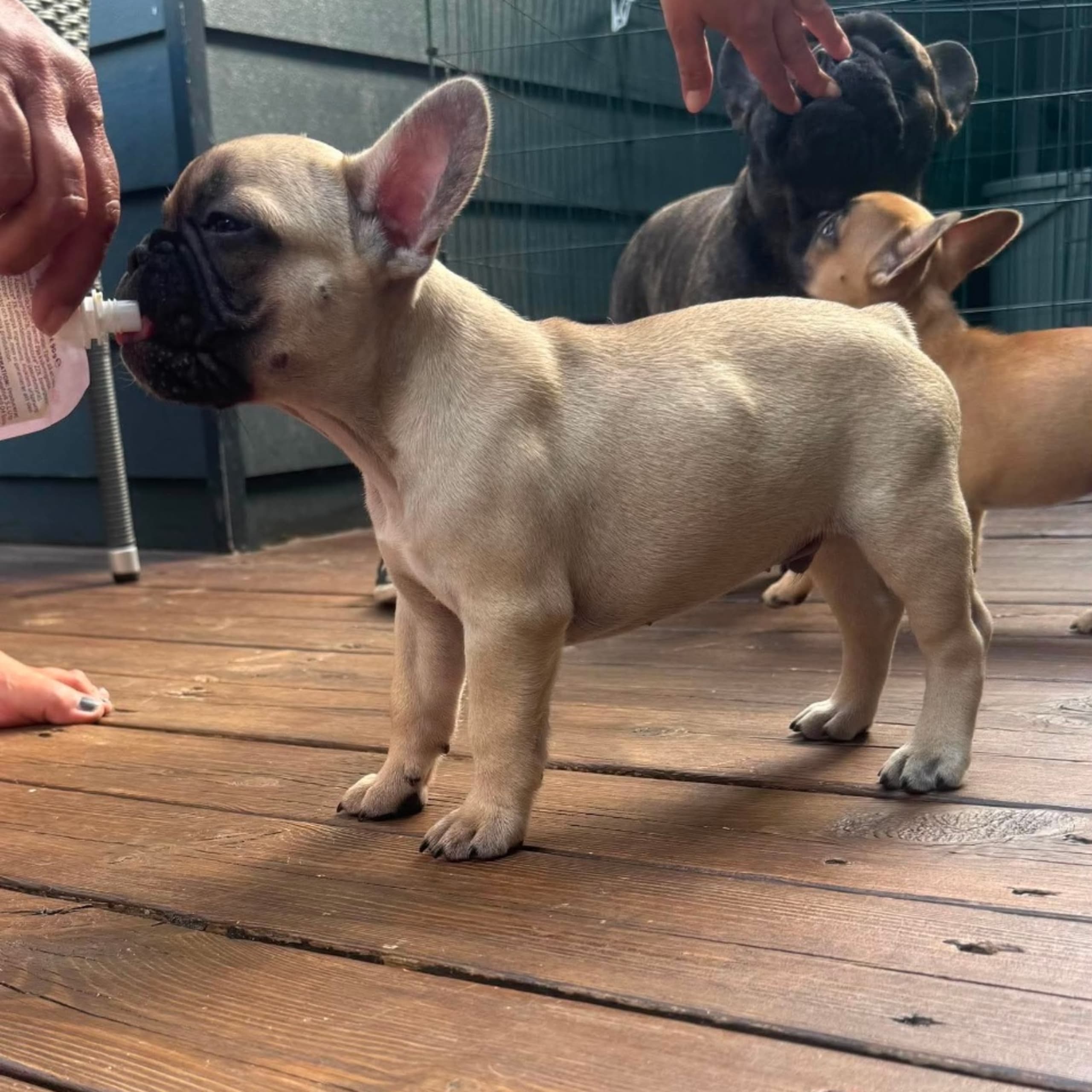 Fransk bulldogg