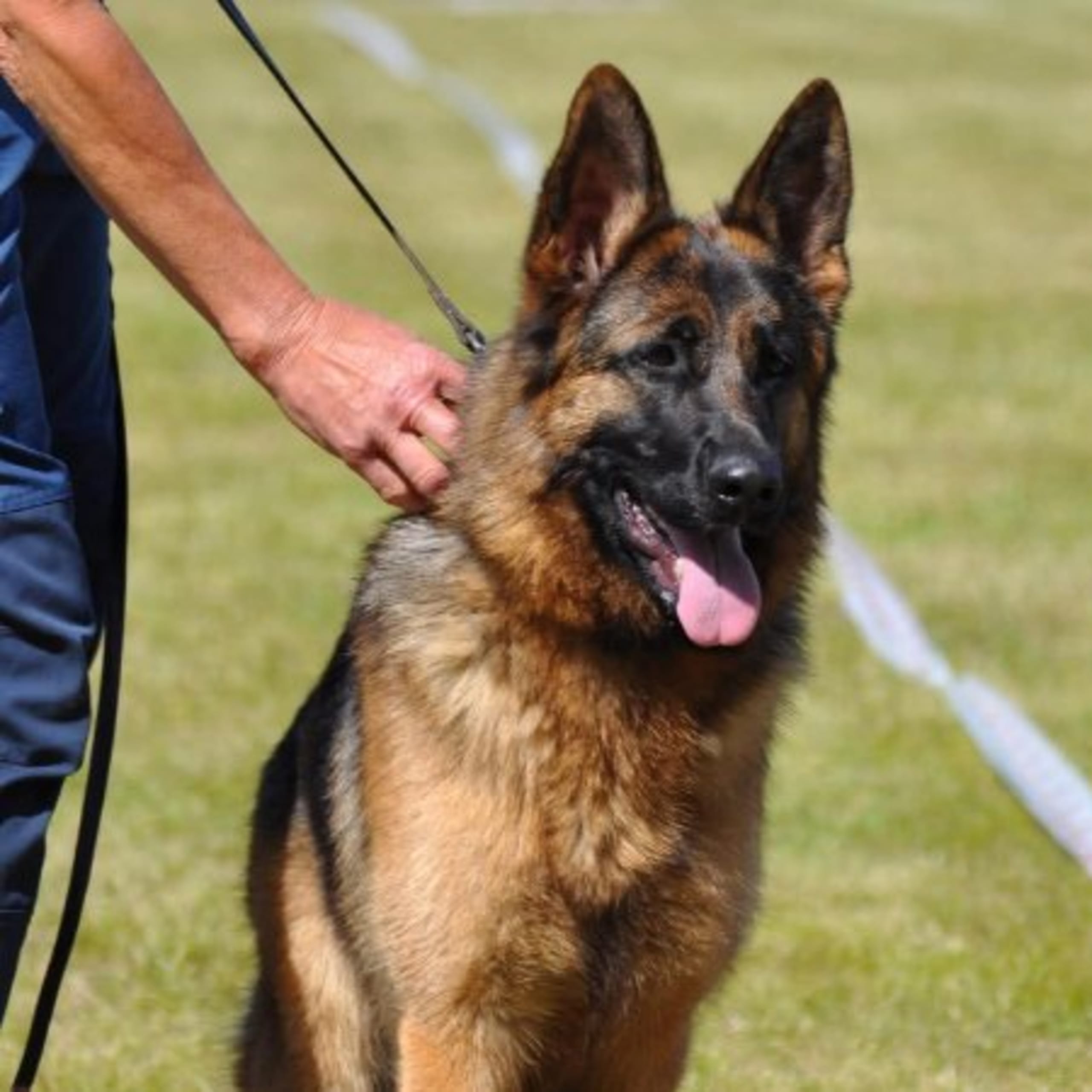 Tysk Schäferhund