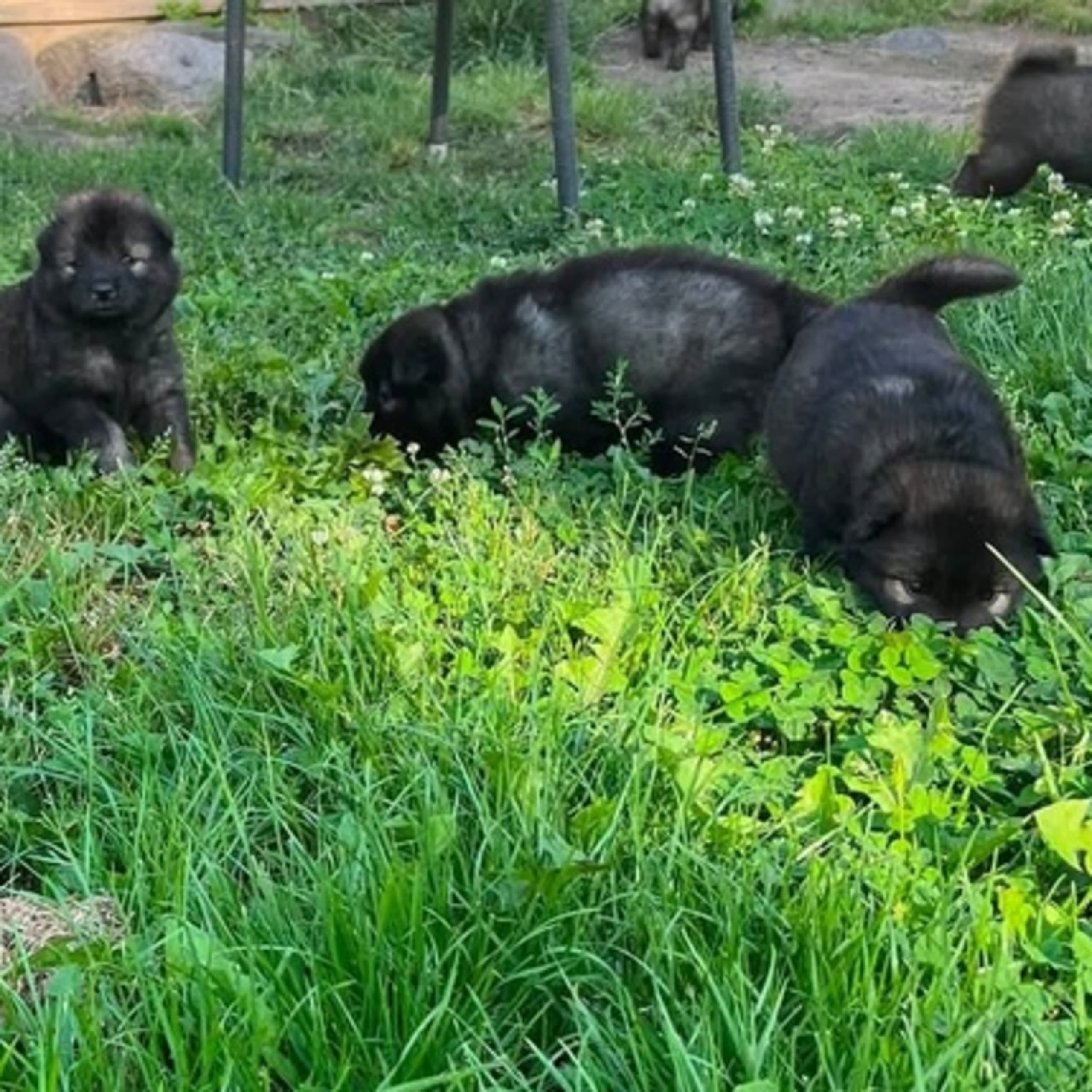 Eurasier