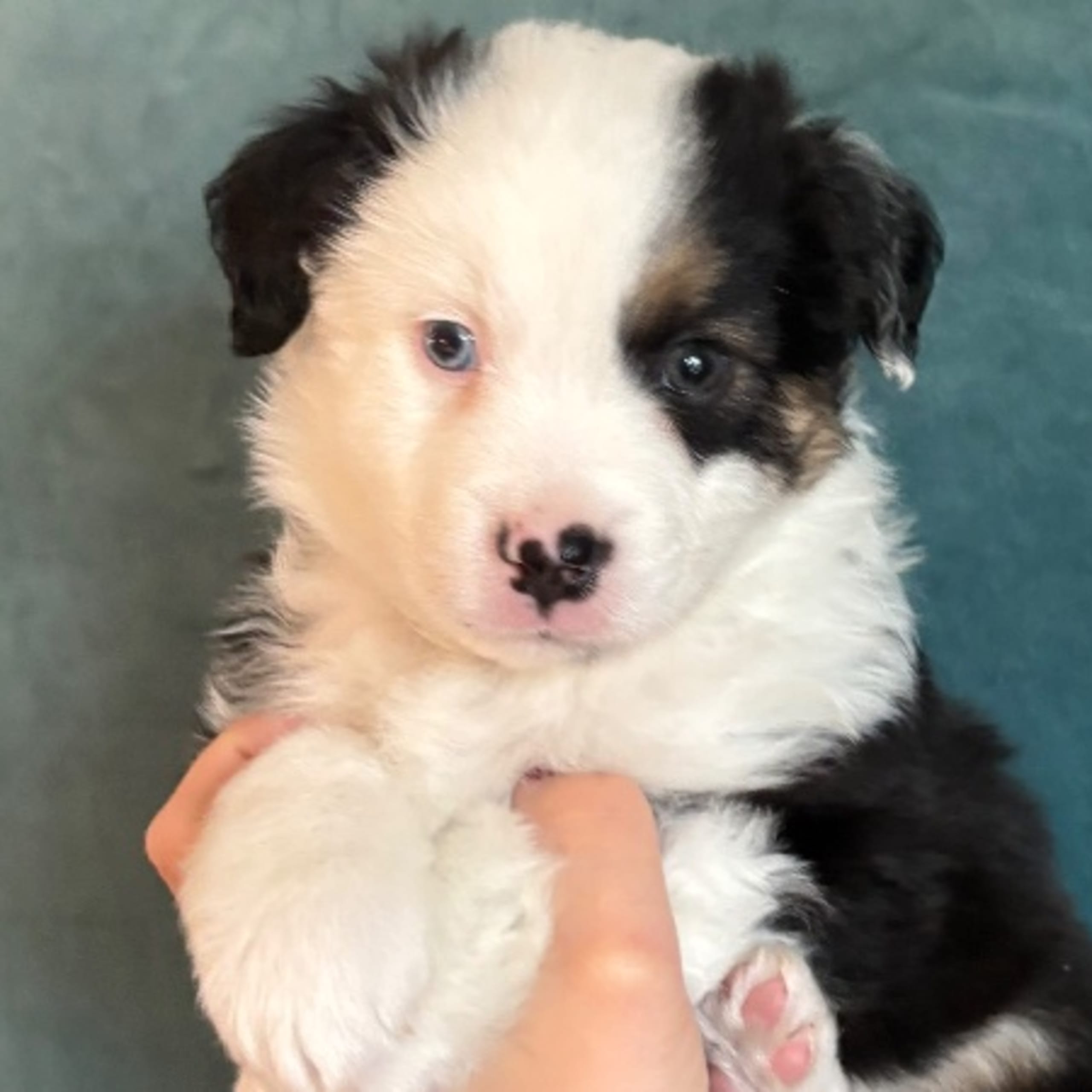 Miniature American Shepherd