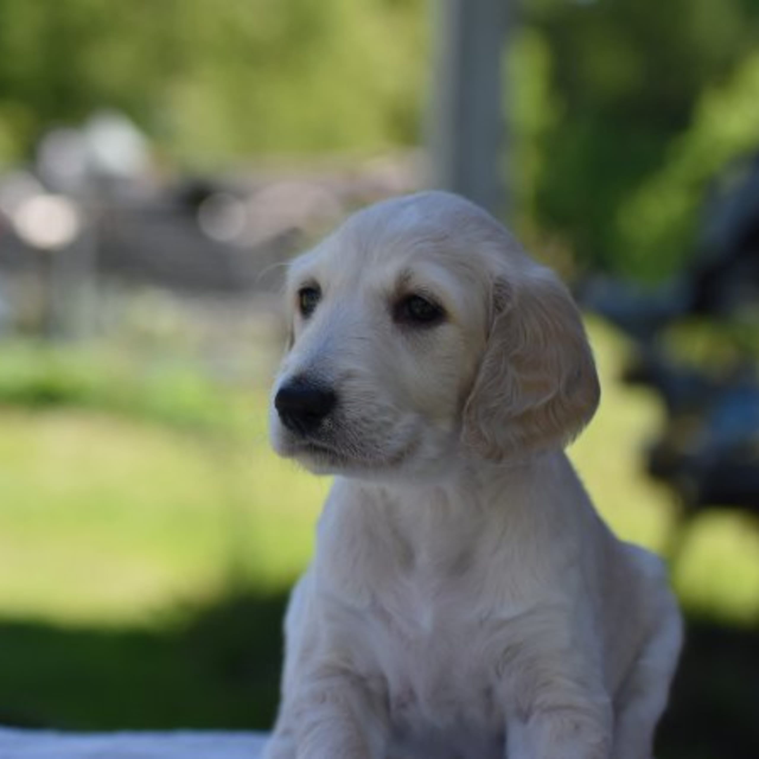 Saluki