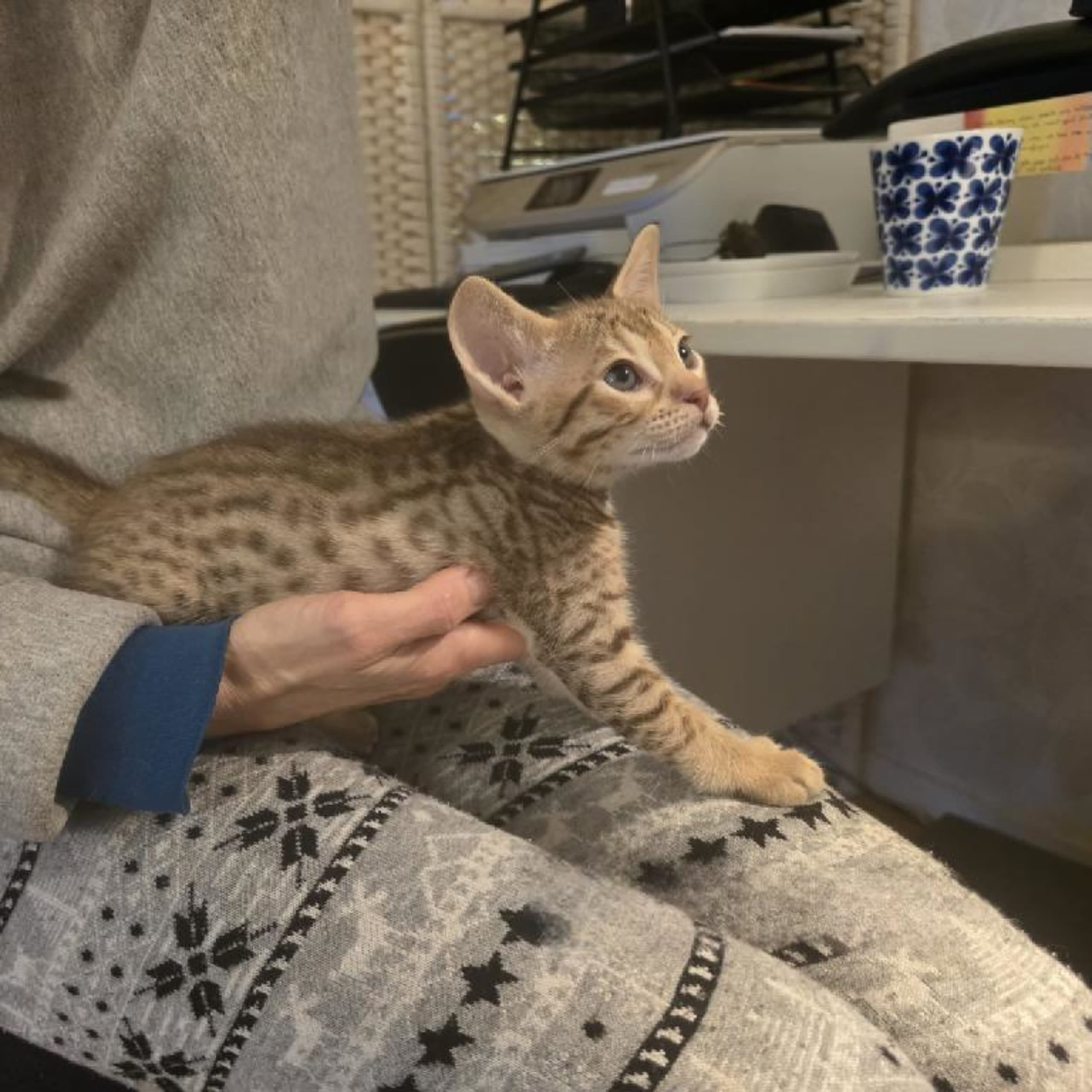 SE*Aspkatter