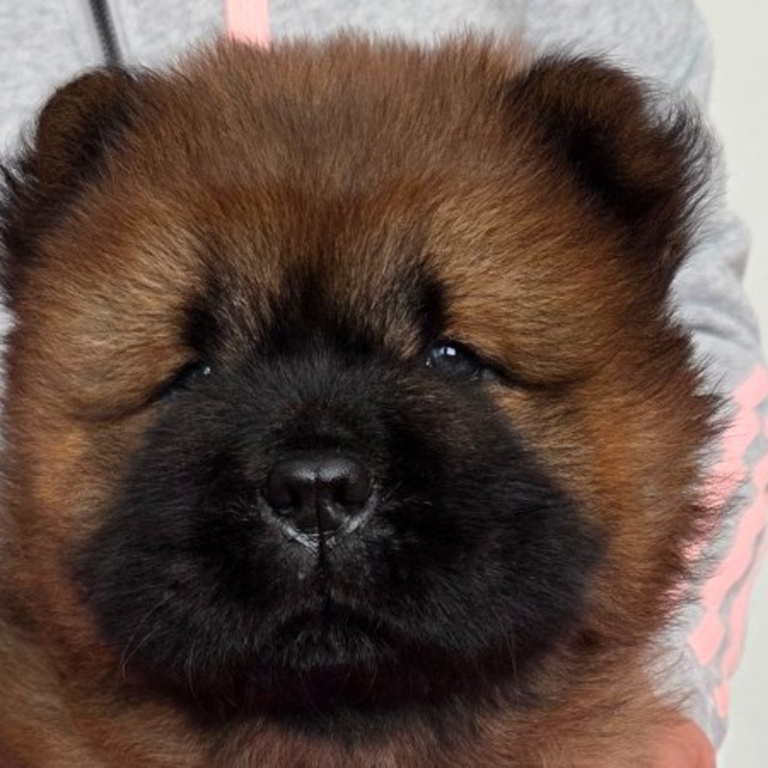 Chow chow