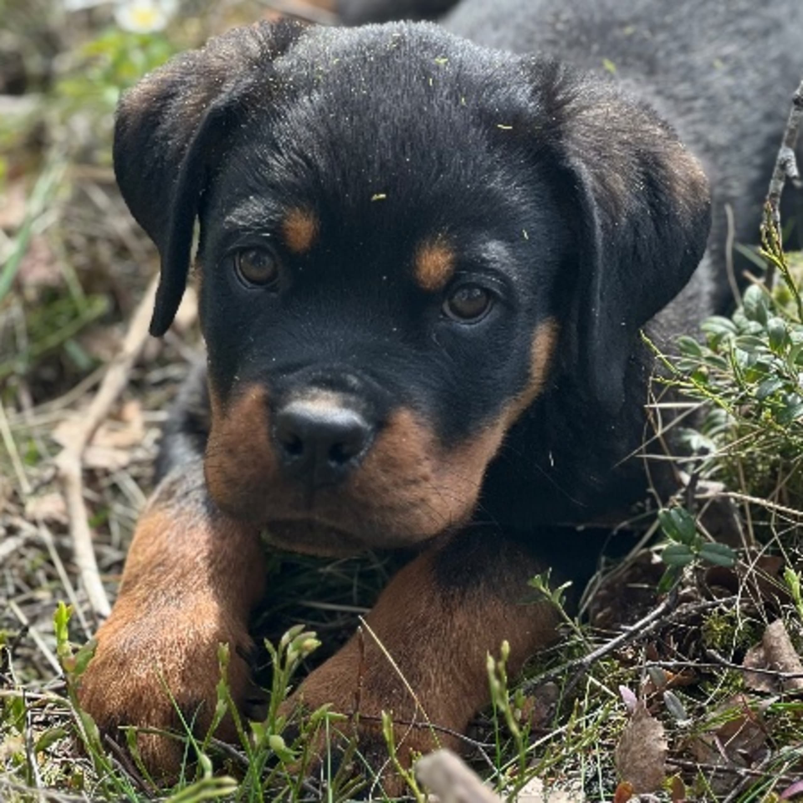 Rottweiler