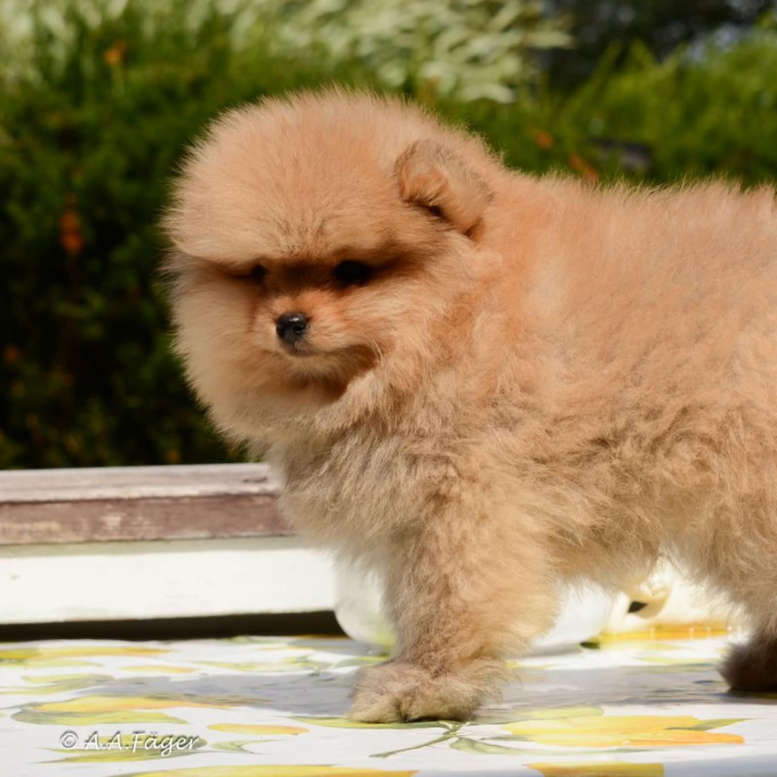 Pomeranian