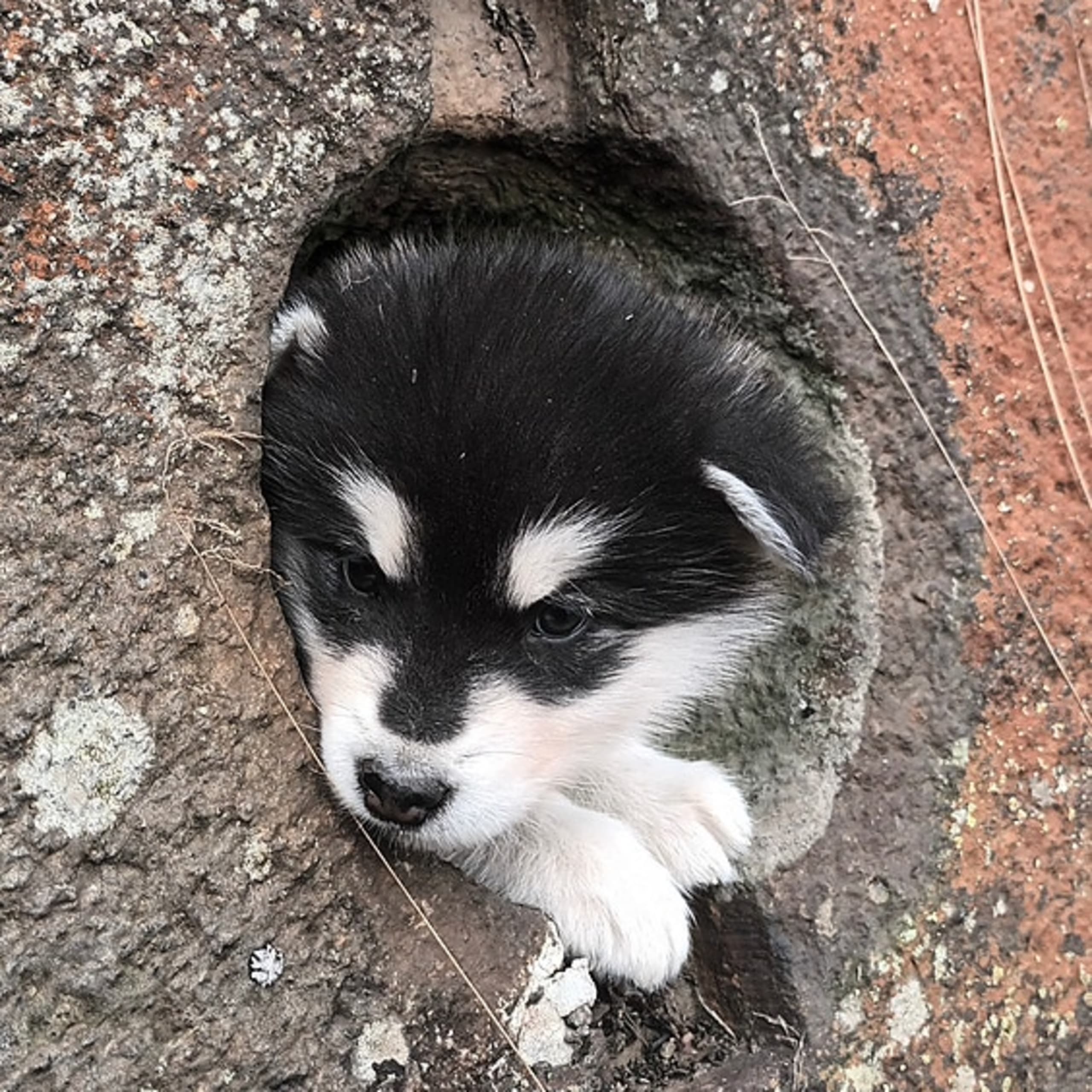 Alaskan malamute