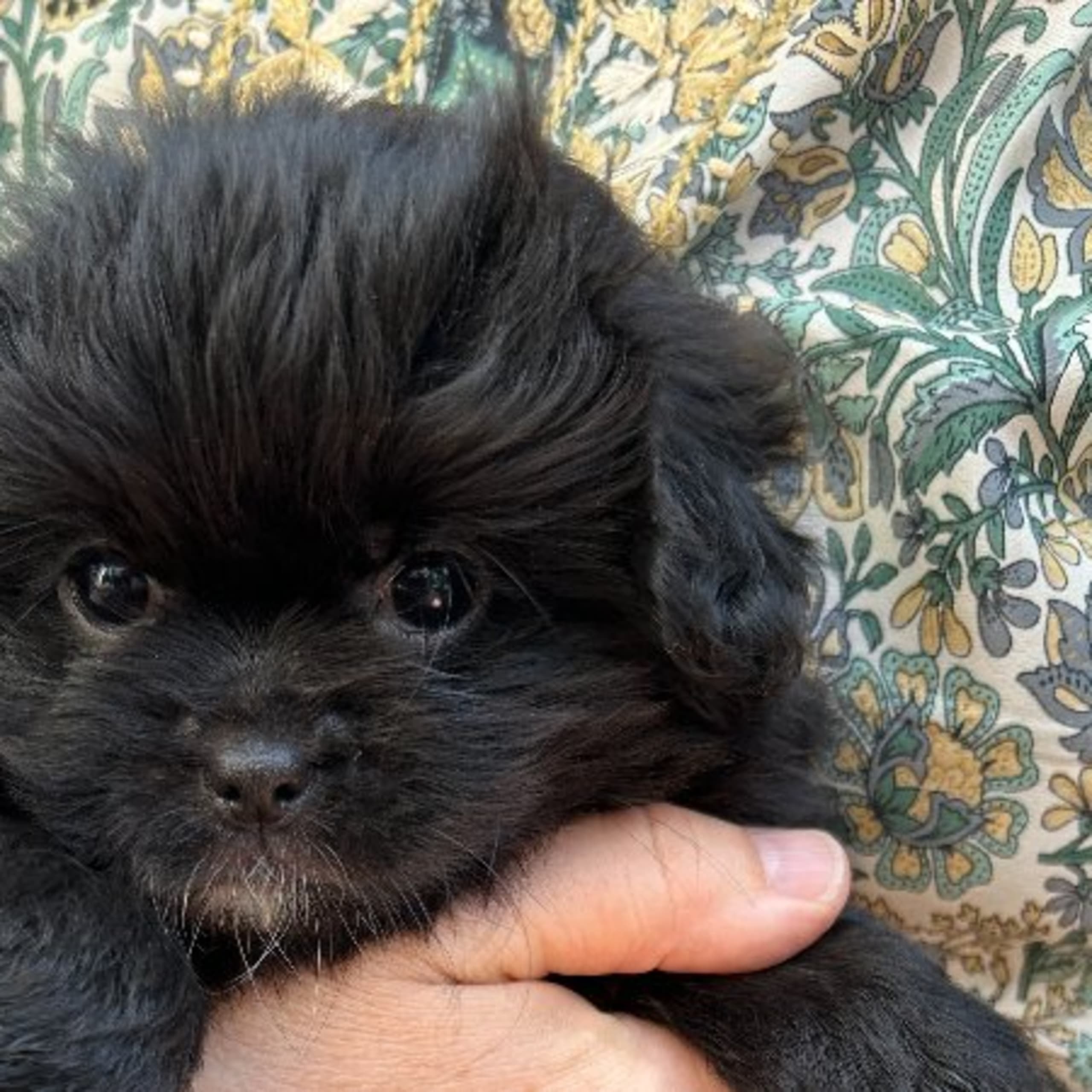 Tibetansk spaniel