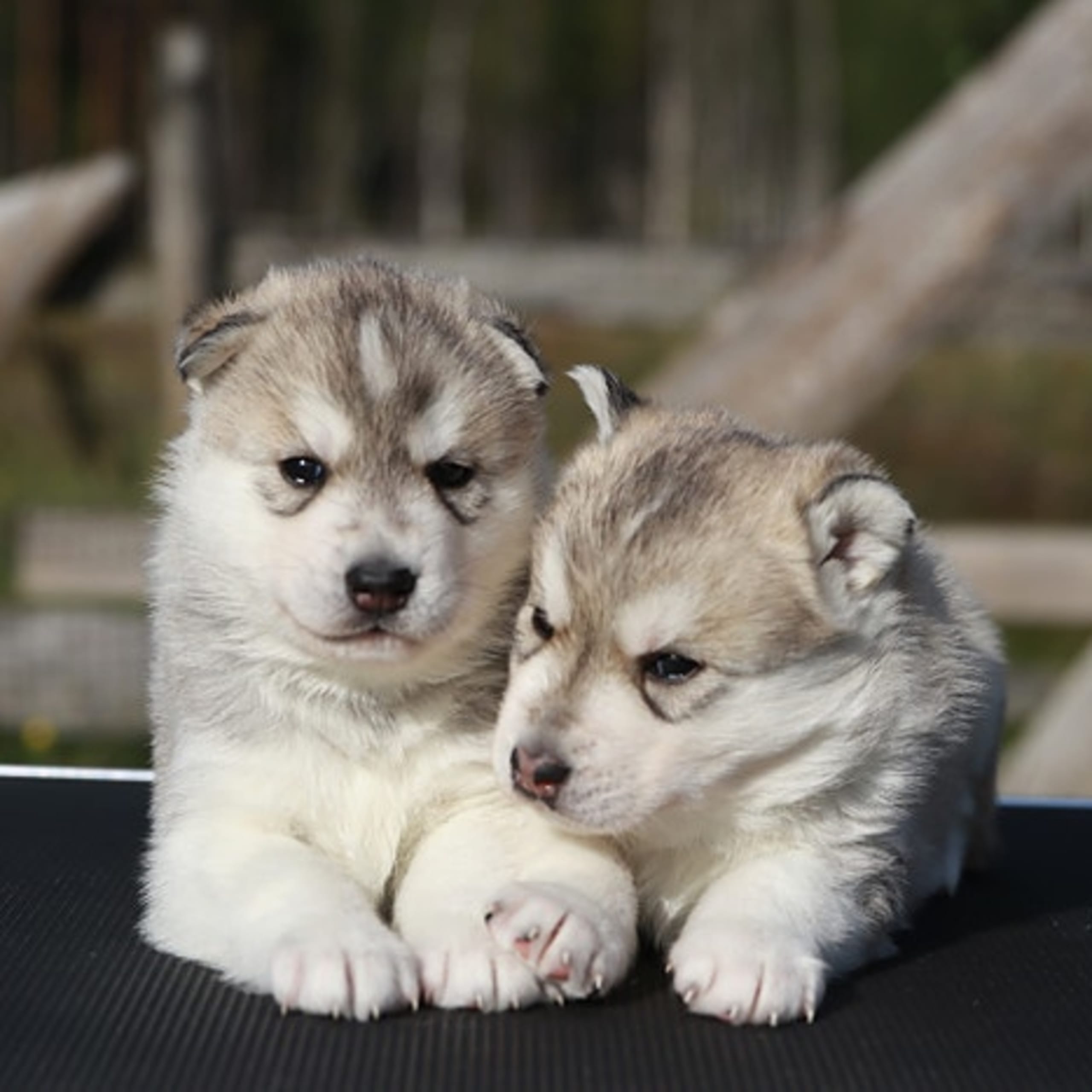 Siberian husky