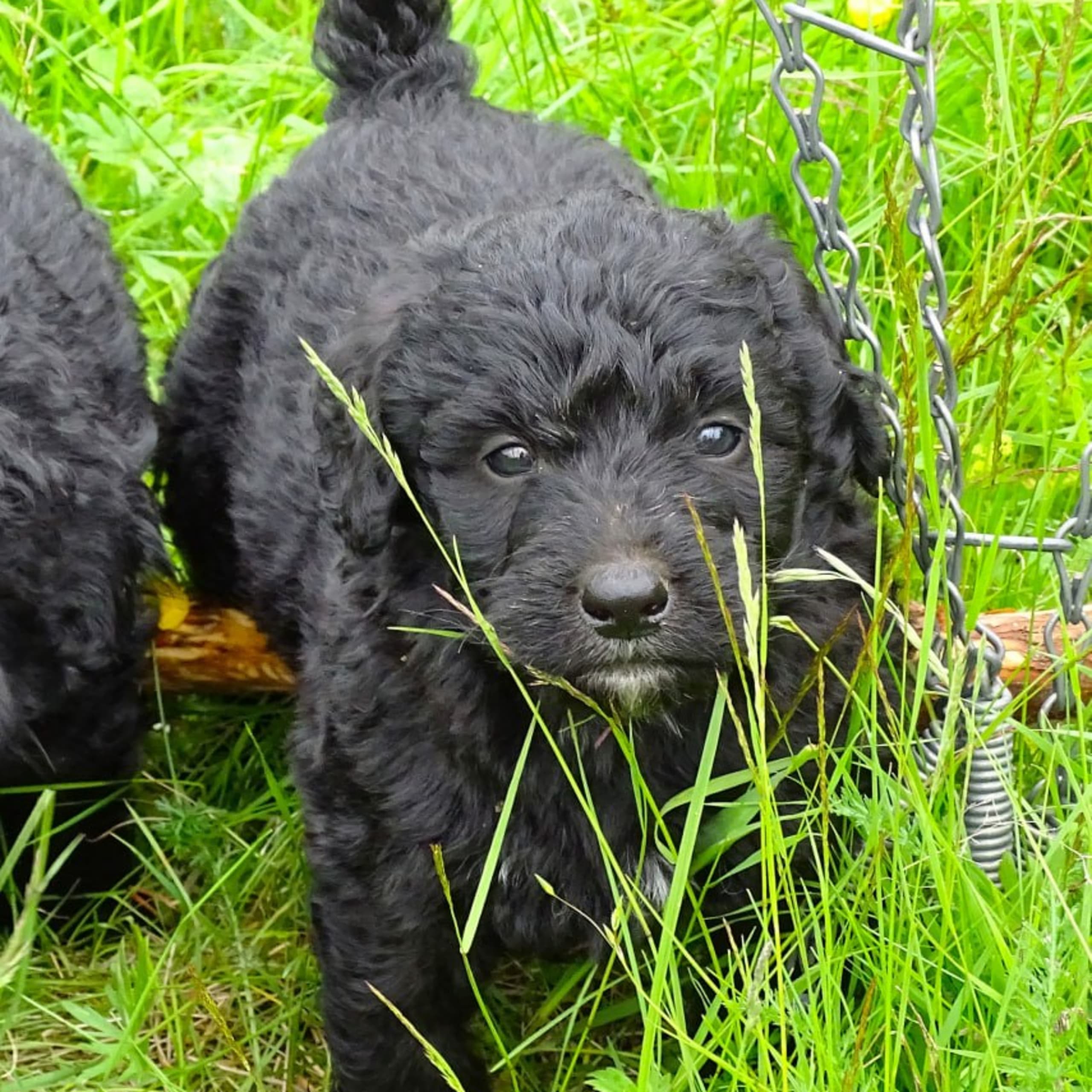 Bernerdoodle