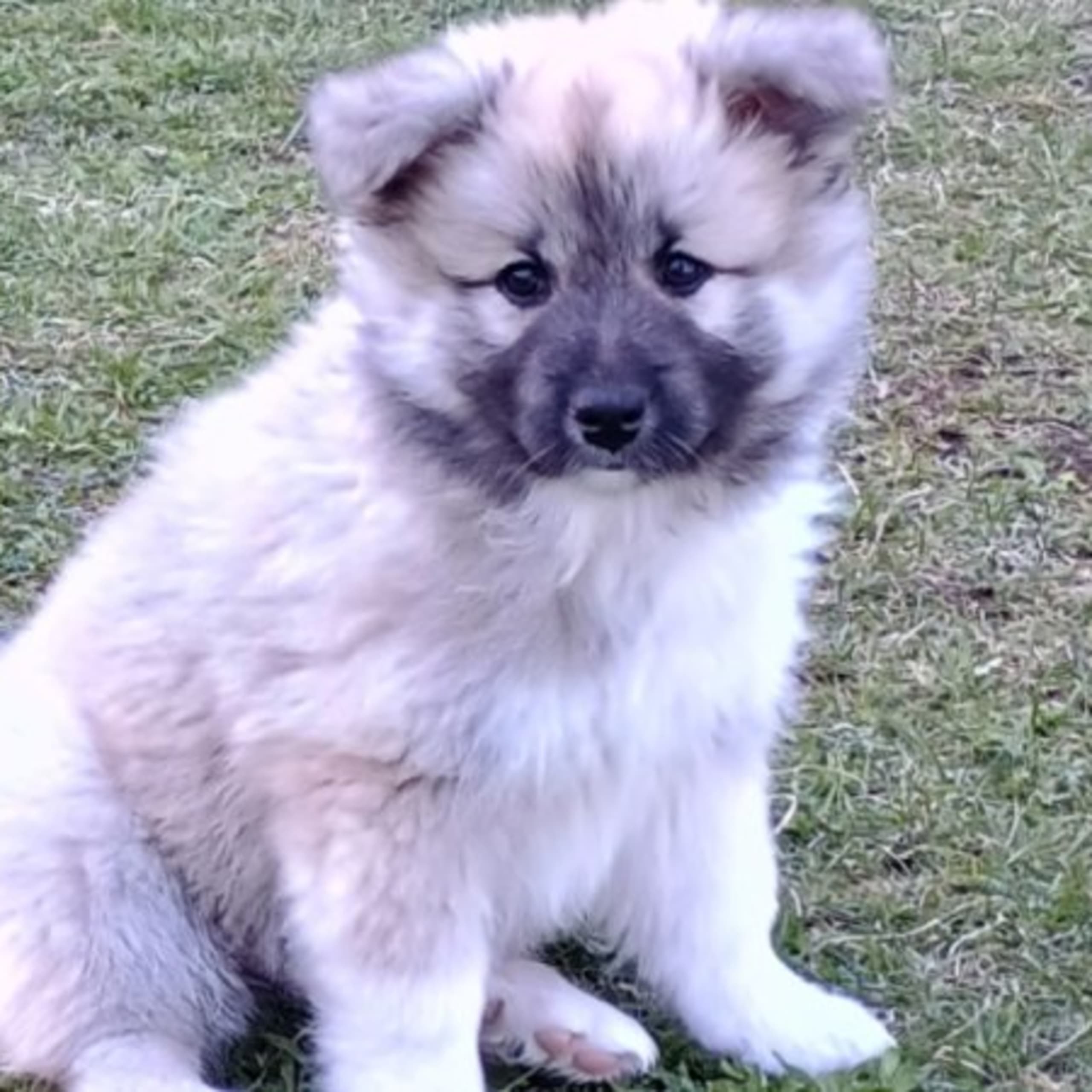 Sannasus