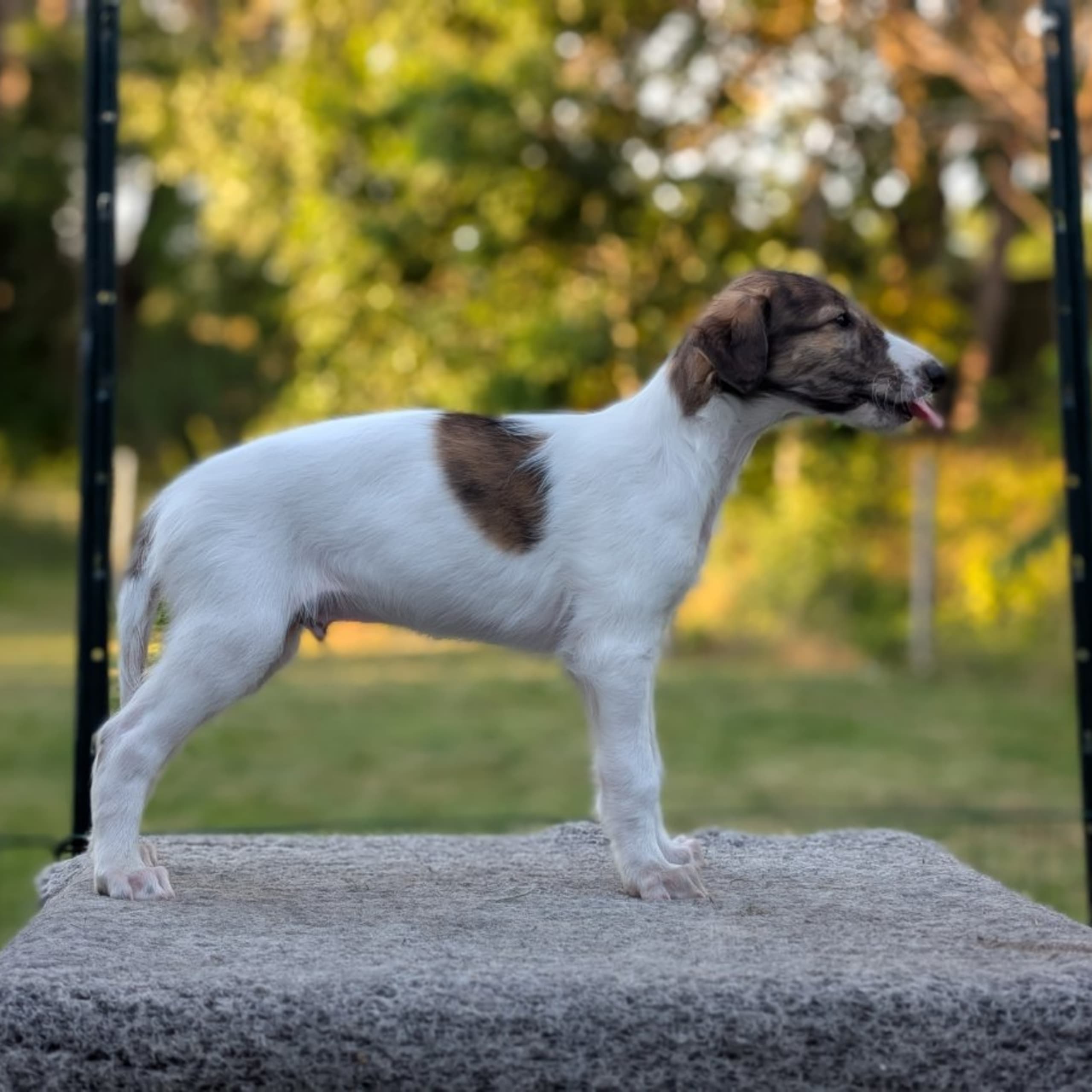 Bravehounds