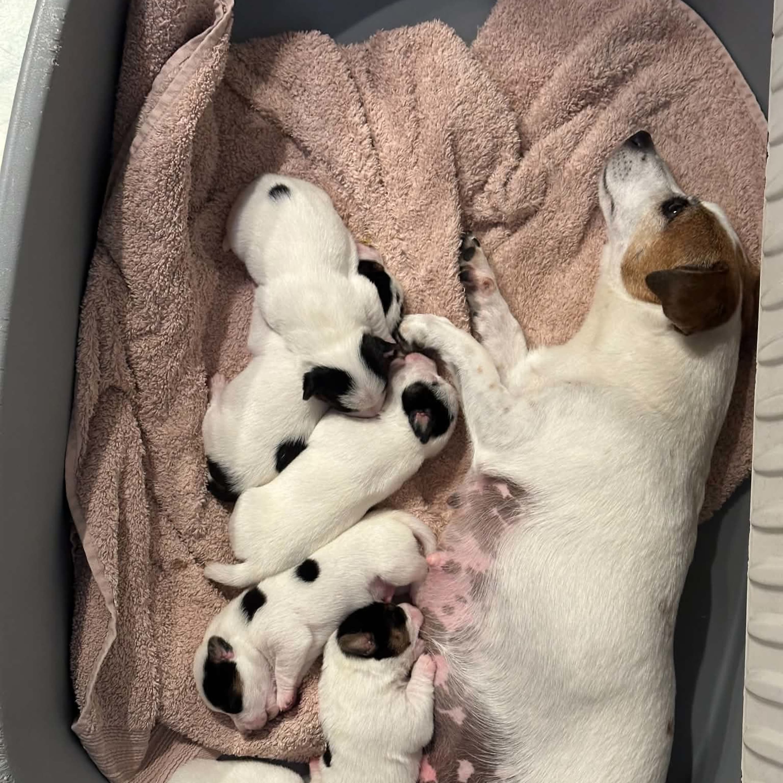 LIMELIGHT Kennels