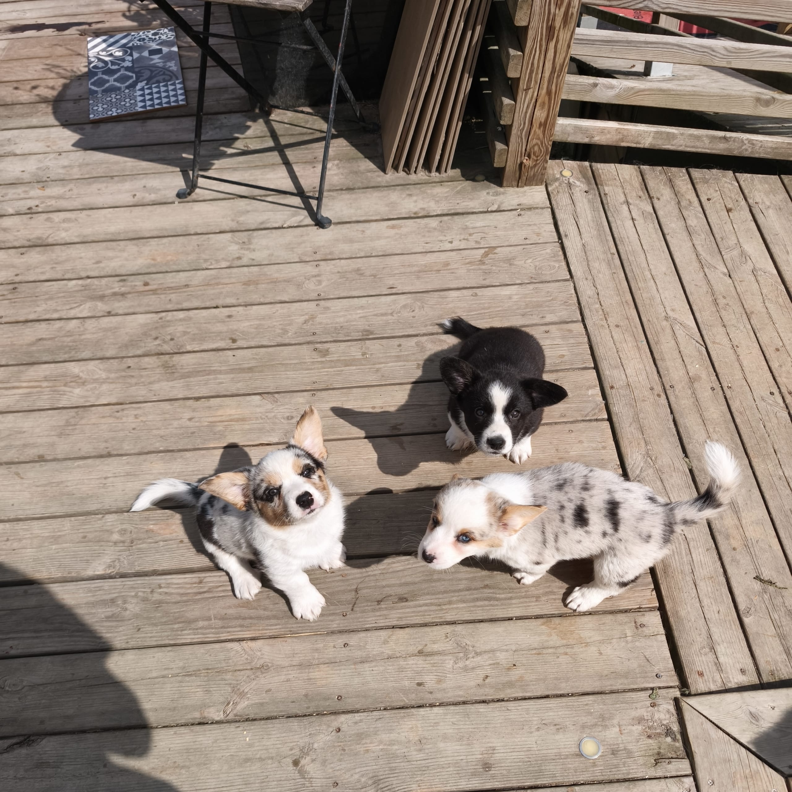 Welsh corgi cardigan
