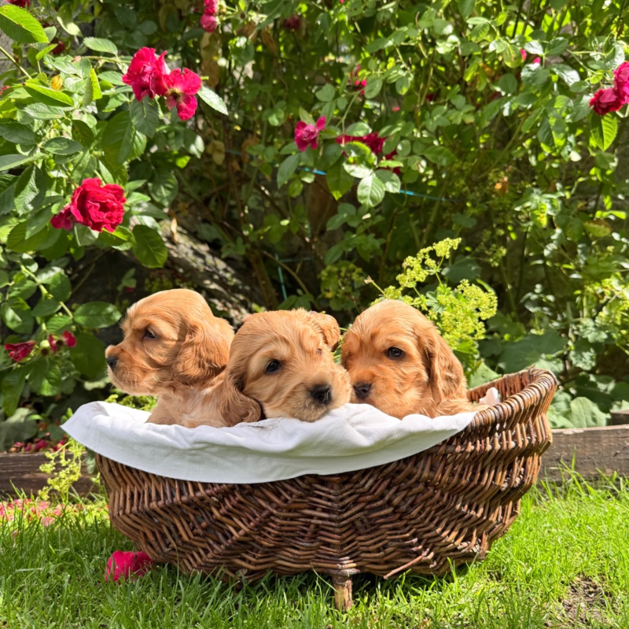 Cocker spaniel