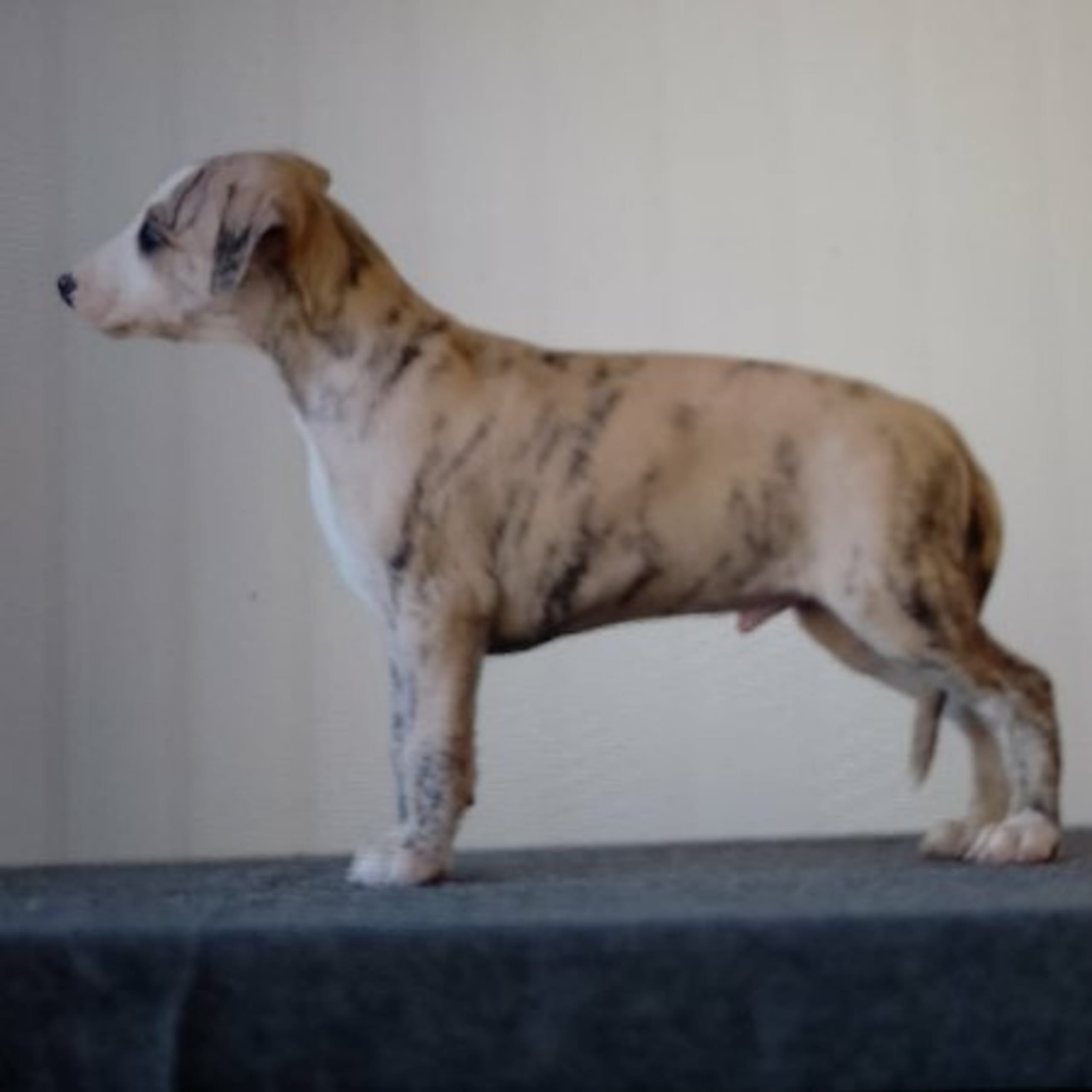 Whippet