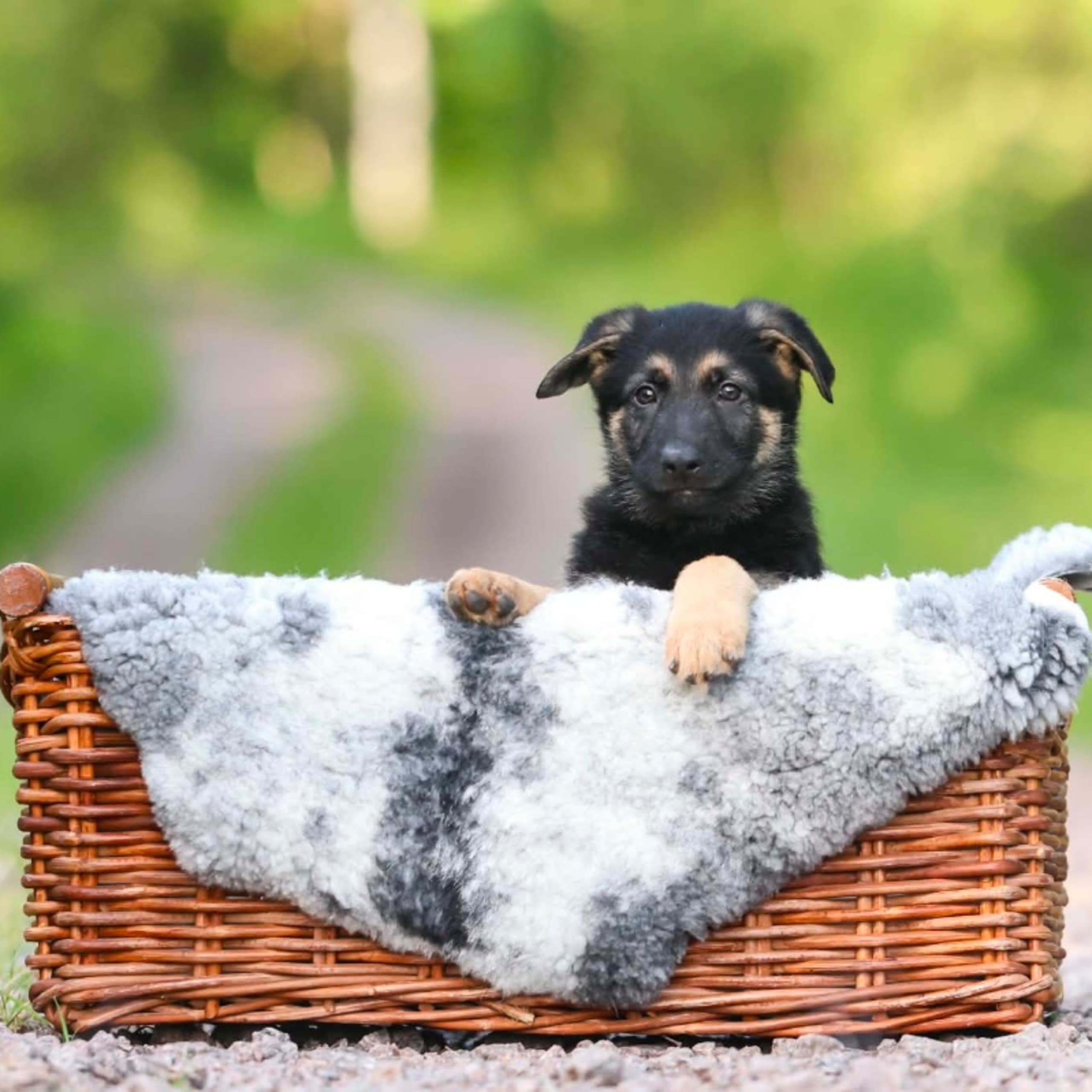 Tysk Schäferhund