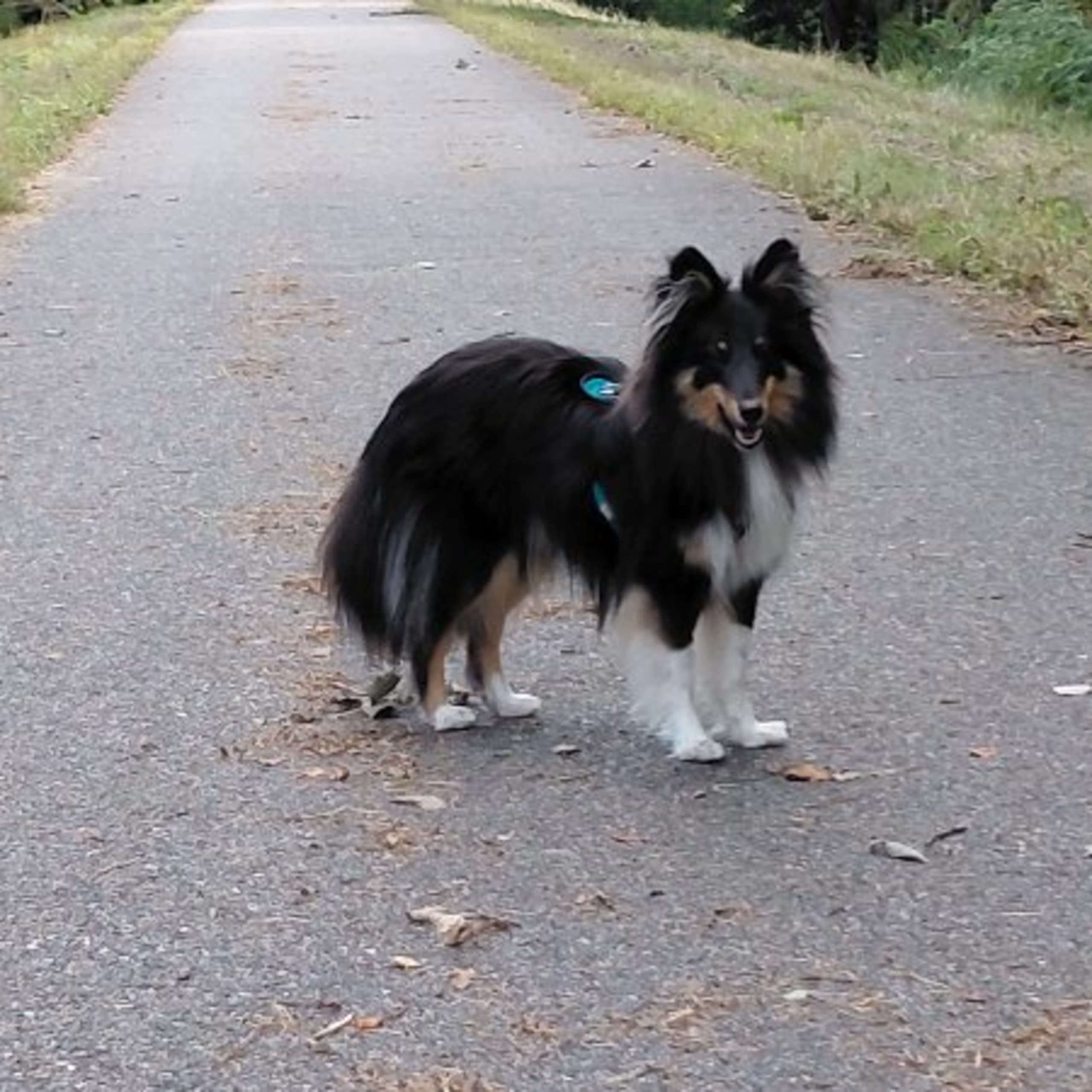 Shetland sheepdog