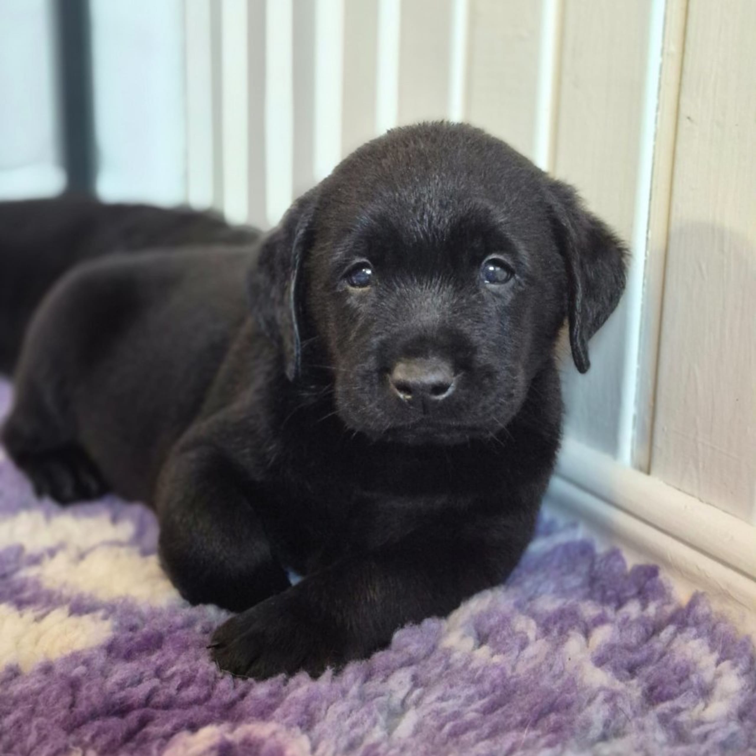 Labrador retriever