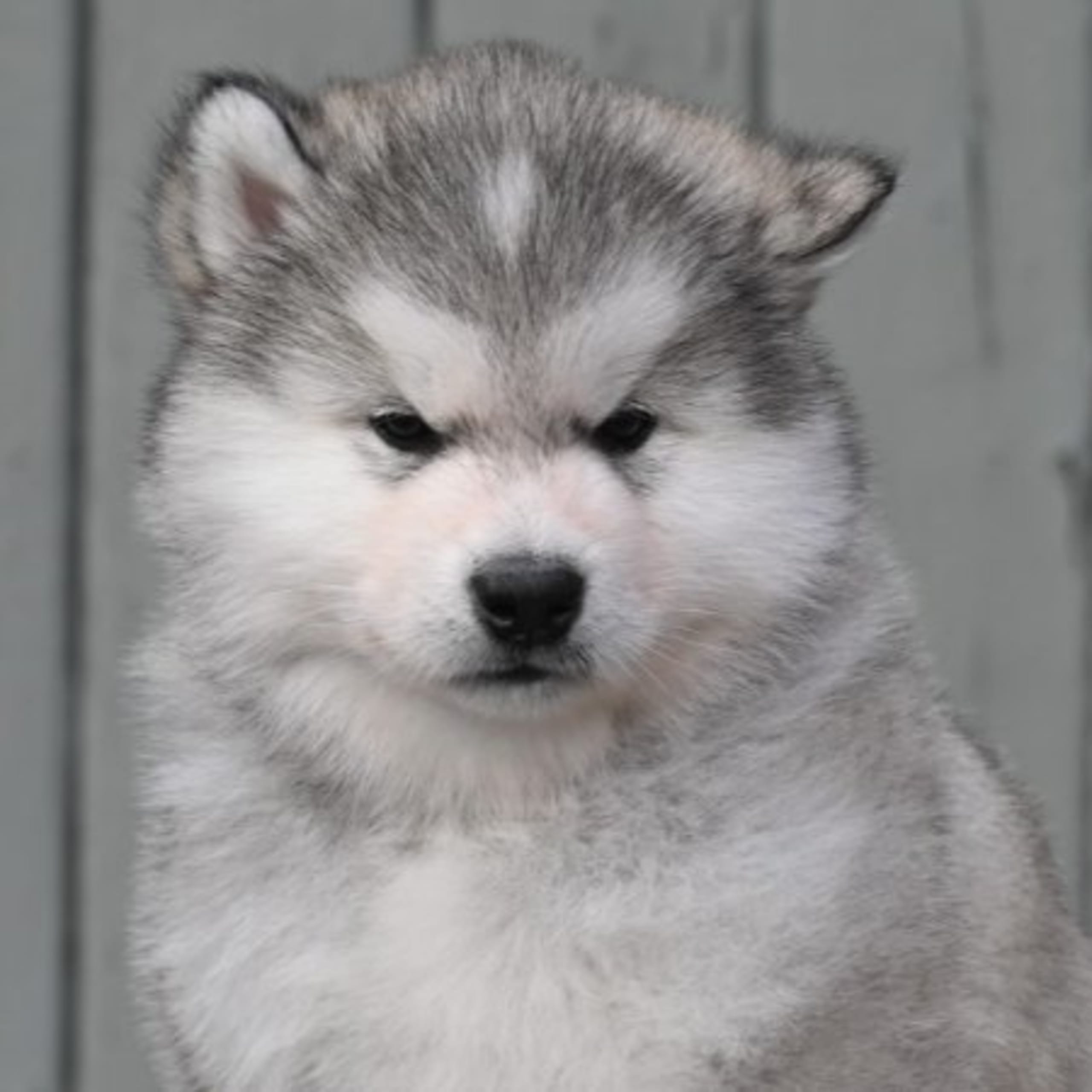 Alaskan malamute