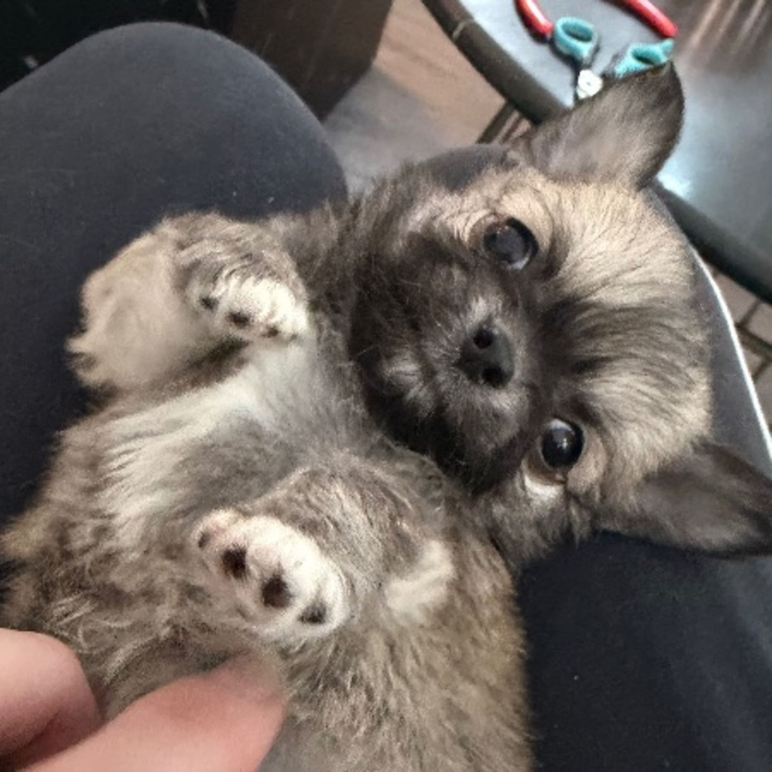 Chihuahua